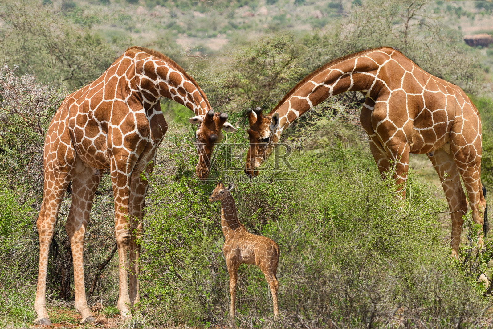 肯尼亚察沃东部和西部国家公园的长颈鹿和日落照片摄影图片