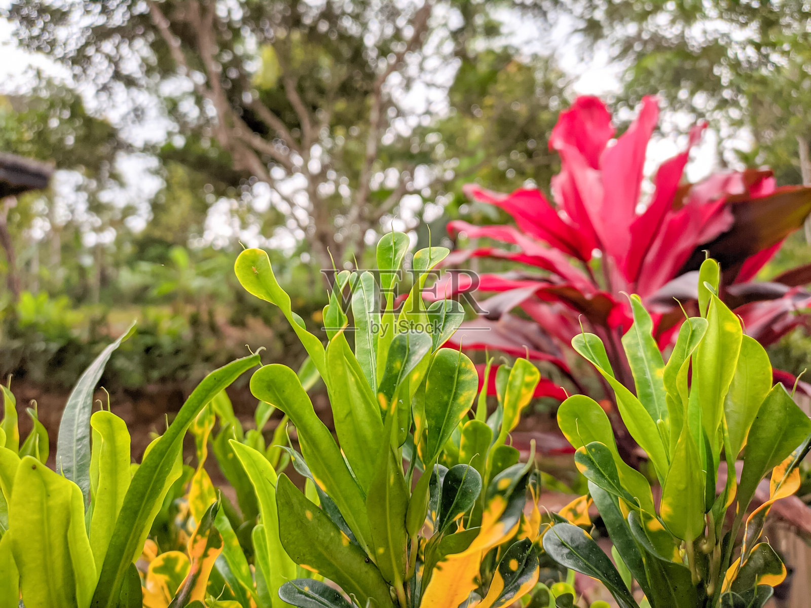 绿色植物，小叶子与日光照片摄影图片
