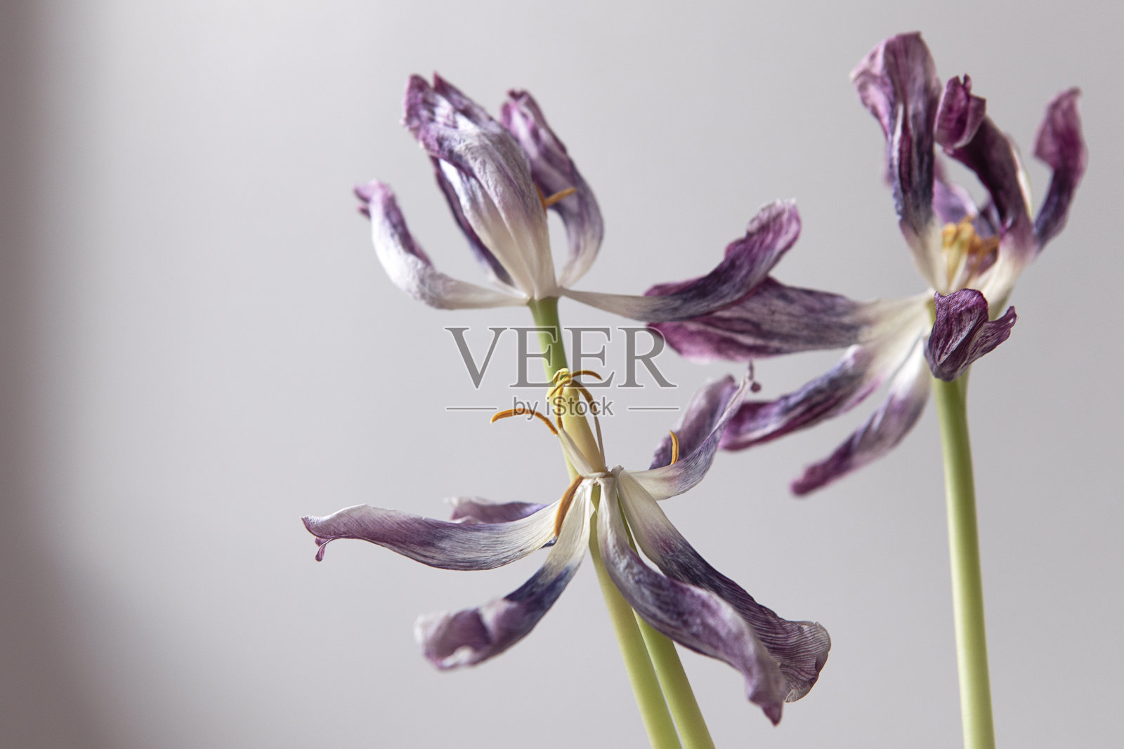 墙上背景上的紫色干郁金香花束。仍然生活。时间流逝的概念。照片摄影图片