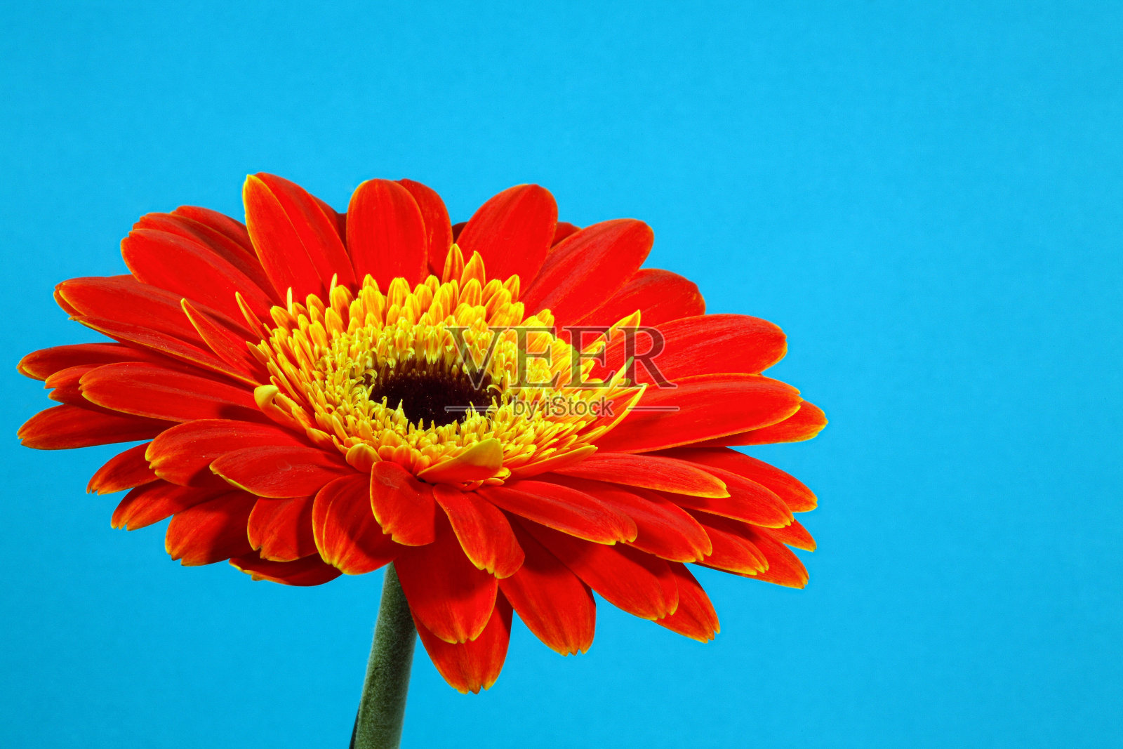 Gerberablüte照片摄影图片