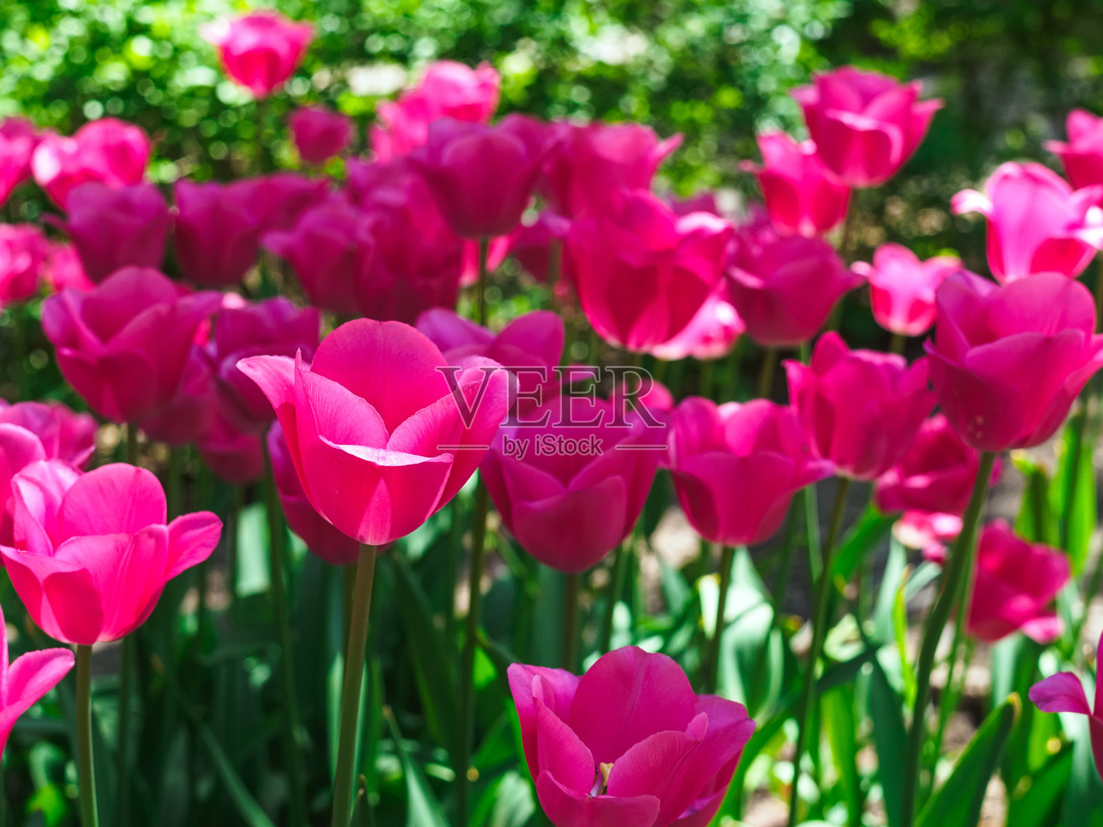 花园里有美丽的粉红色郁金香照片摄影图片