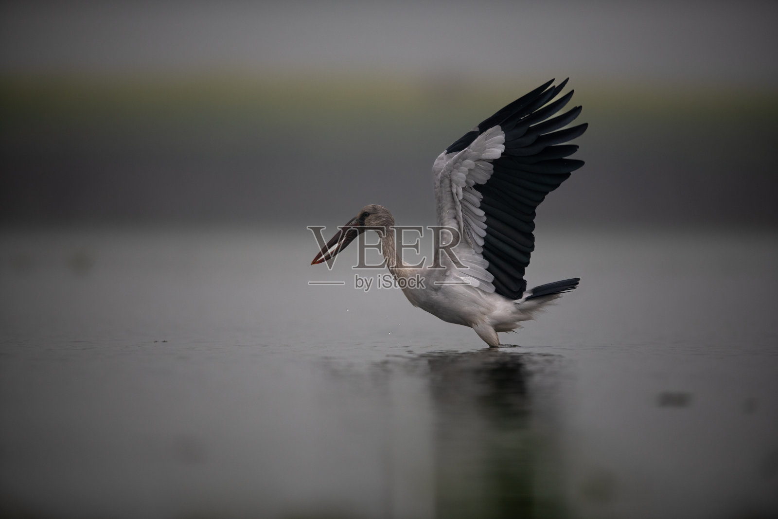 公开宣传鹳照片摄影图片