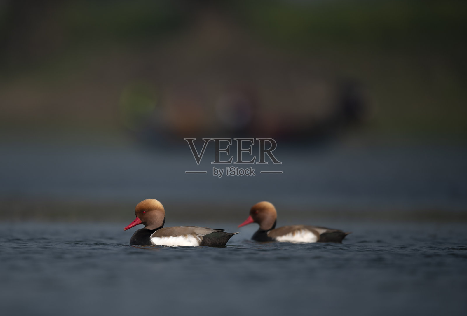 红凤头潜鸭照片摄影图片