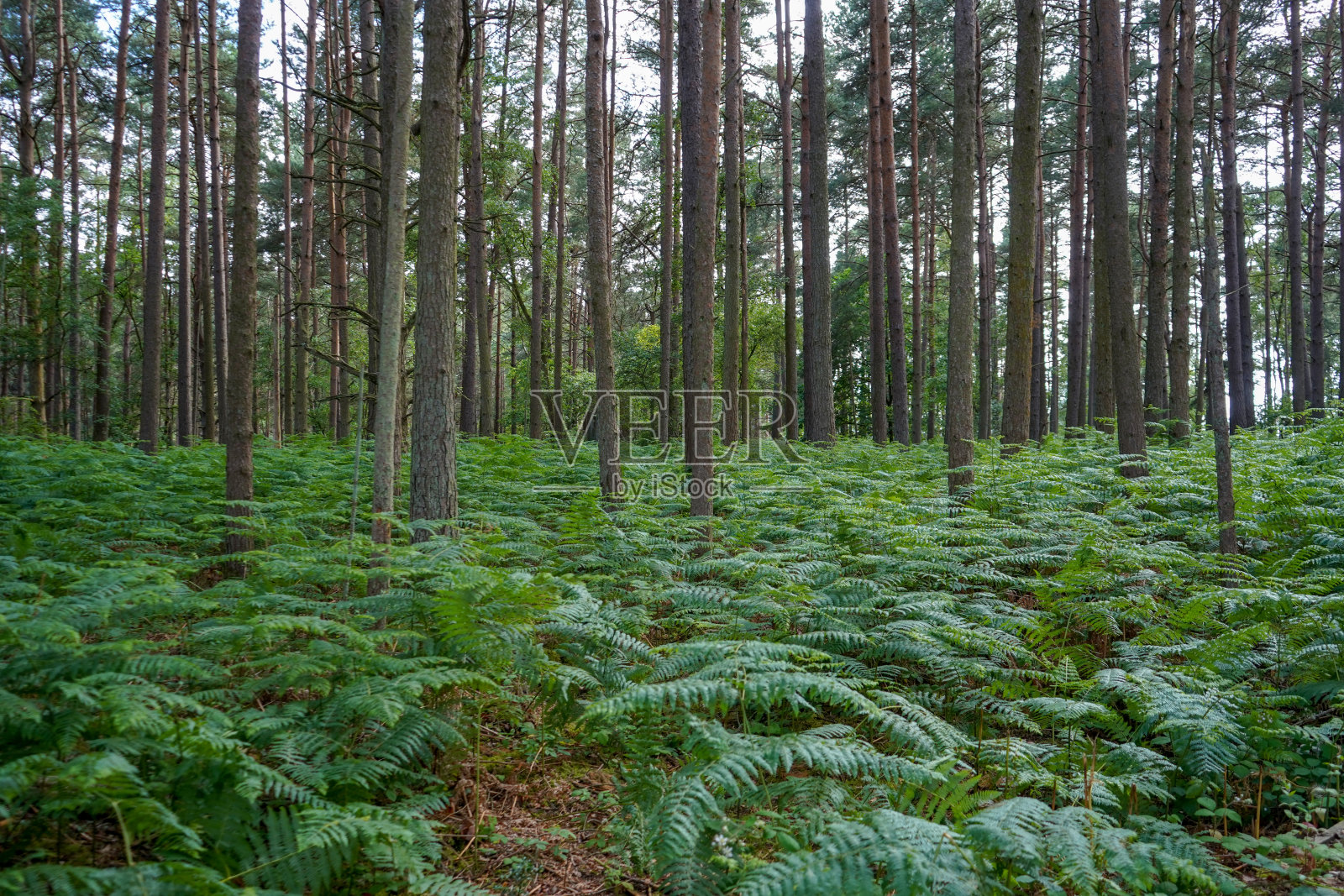 在松林中，蕨类植物覆盖着森林地面照片摄影图片