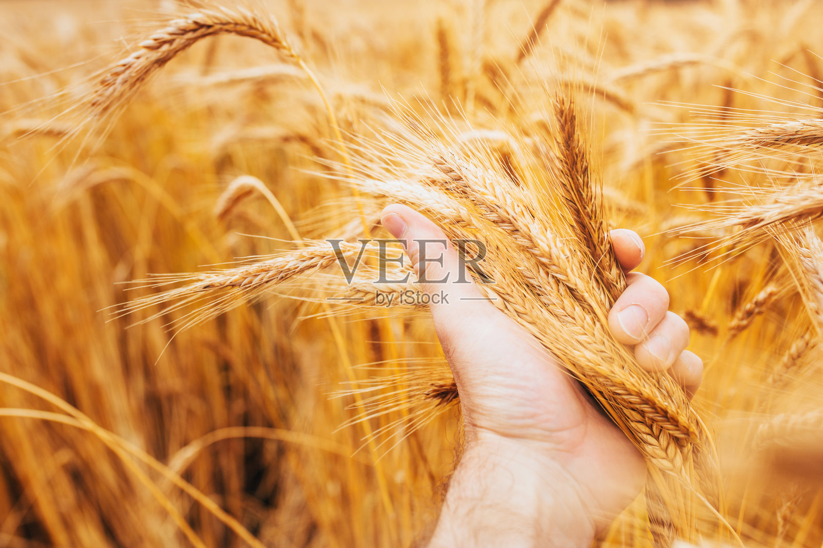 美丽的黄色成熟的谷物和干穗在农民的关心的手中照片摄影图片