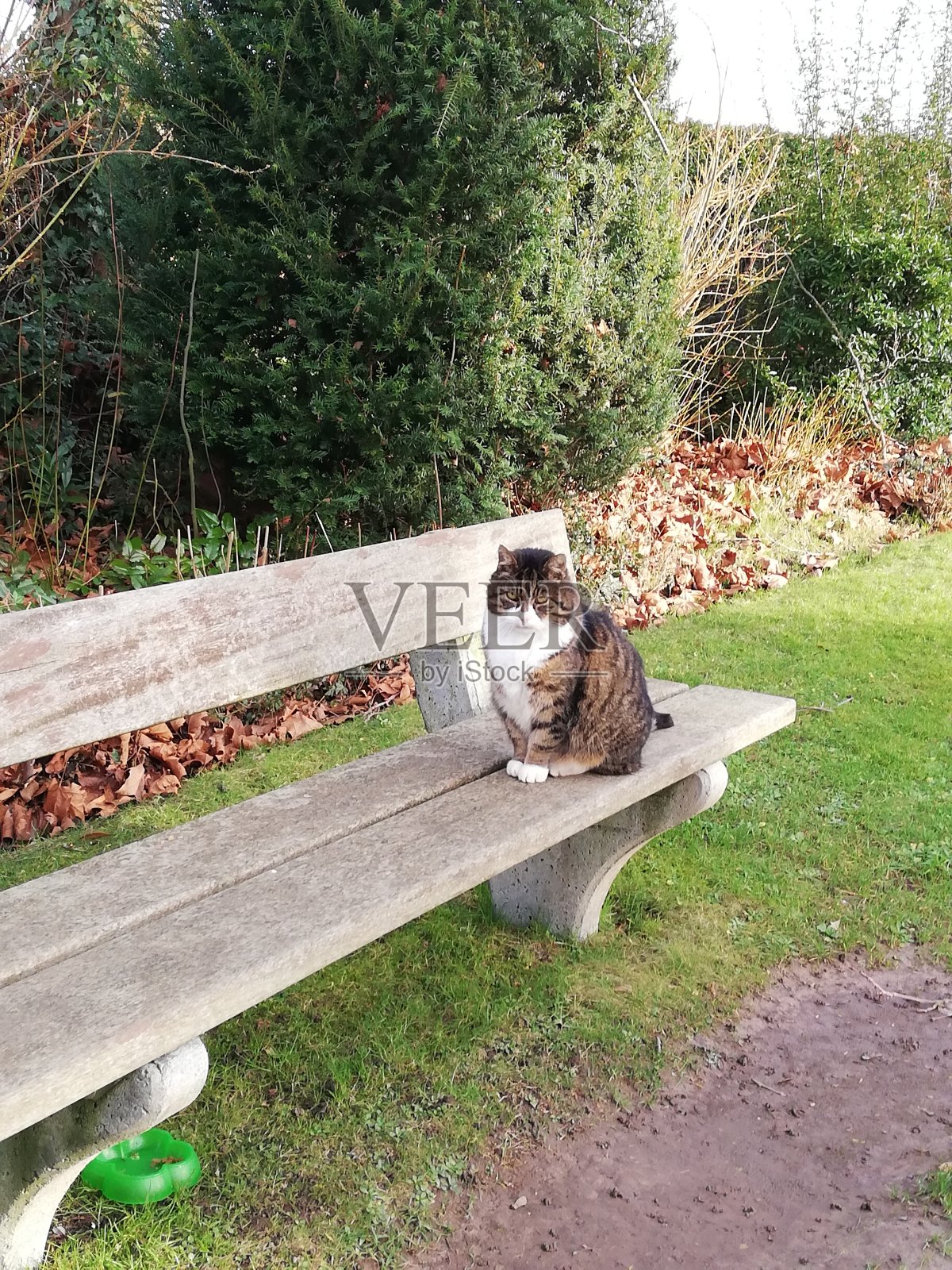 一只猫在长椅上等待照片摄影图片