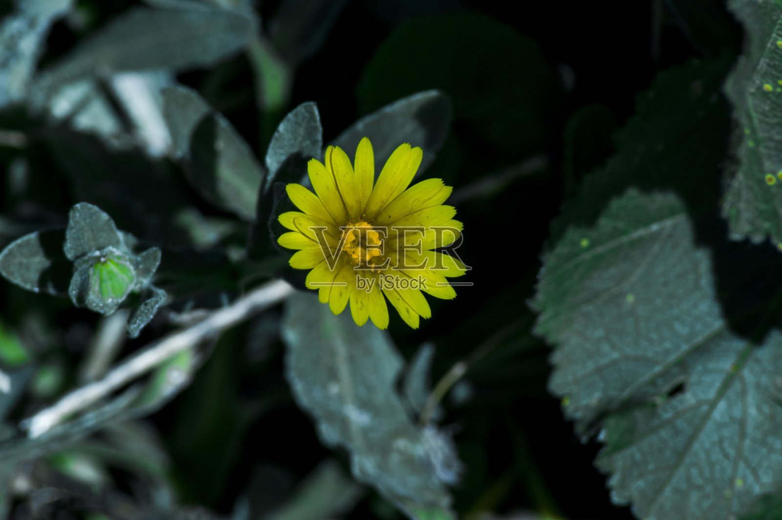 花卉及植物照片摄影图片