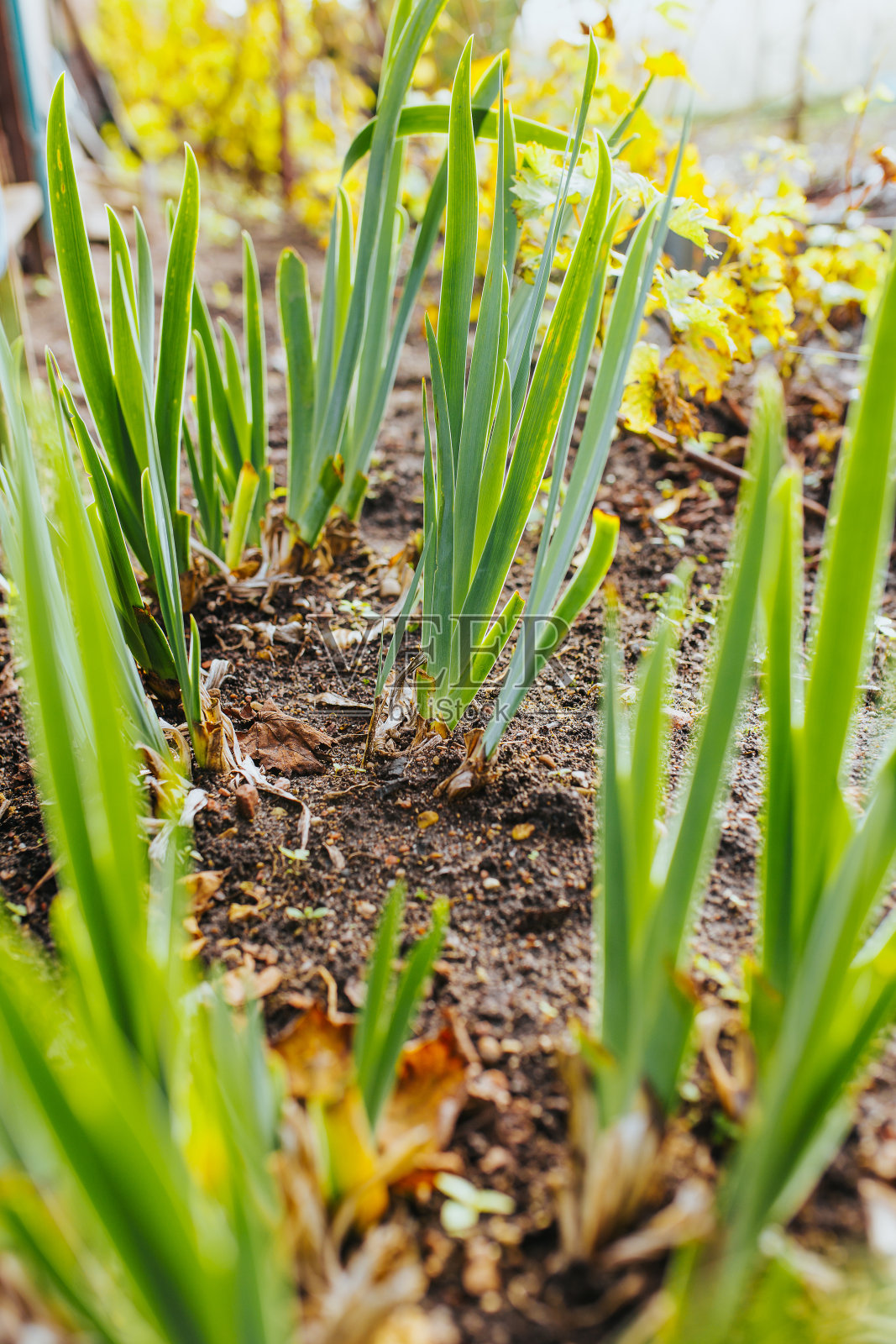 后院菜园-业余农民照片摄影图片
