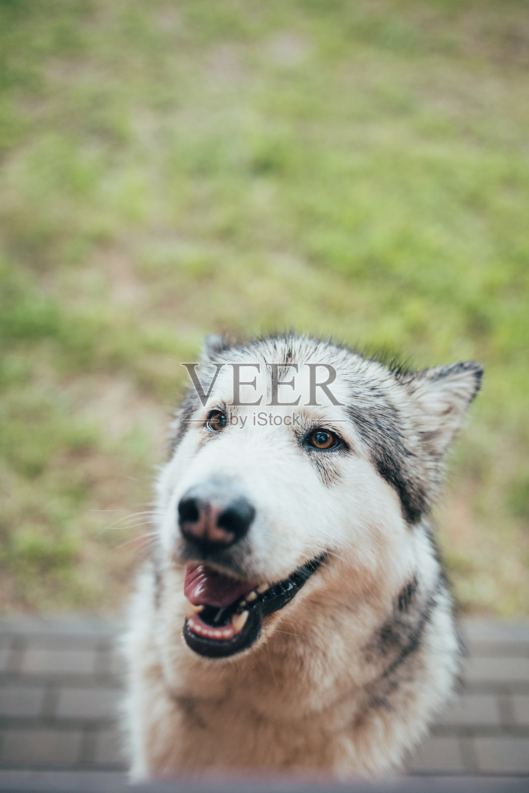 狗那毛茸茸的友好的脸照片摄影图片