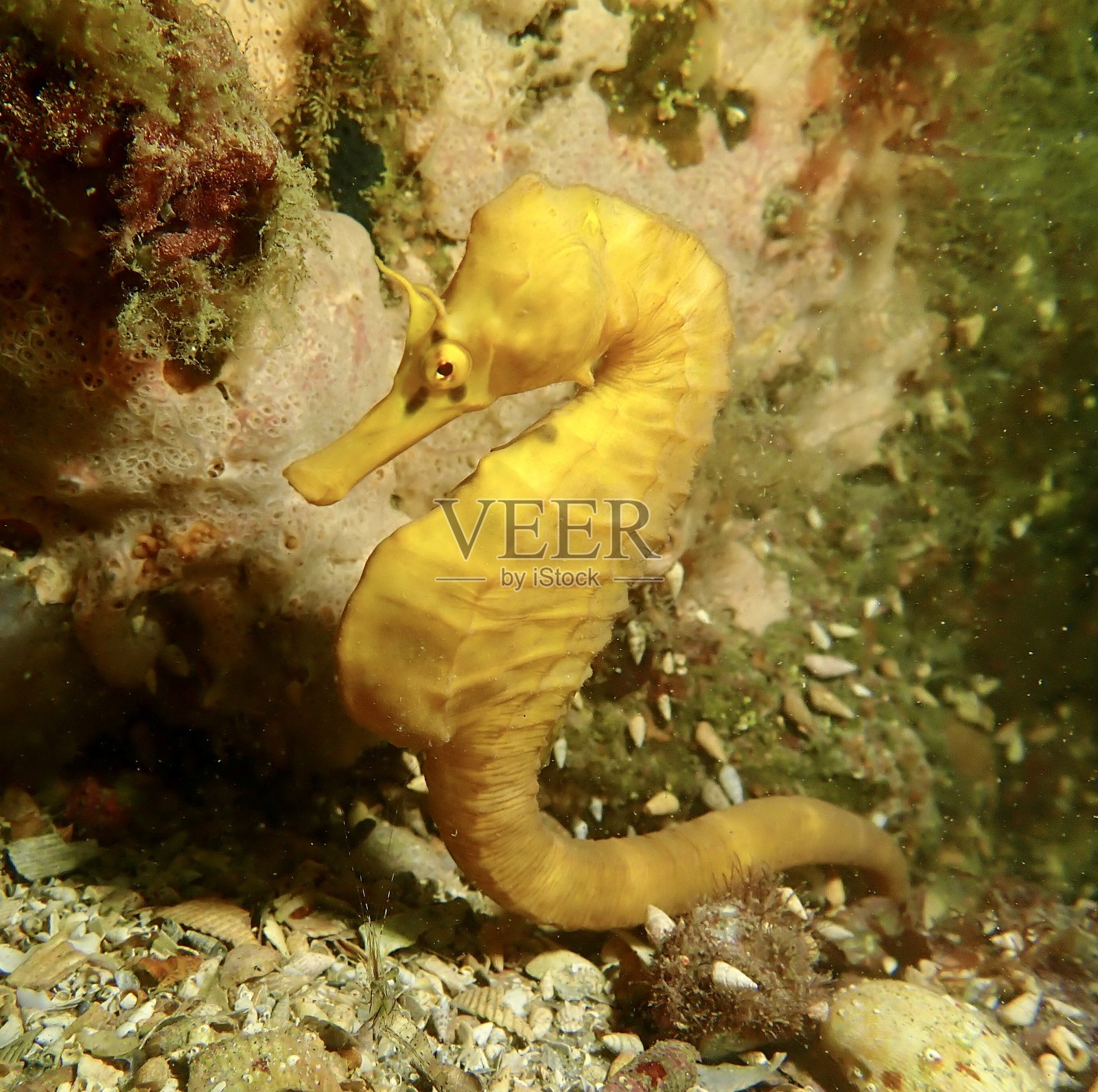 南锅肚海马照片摄影图片