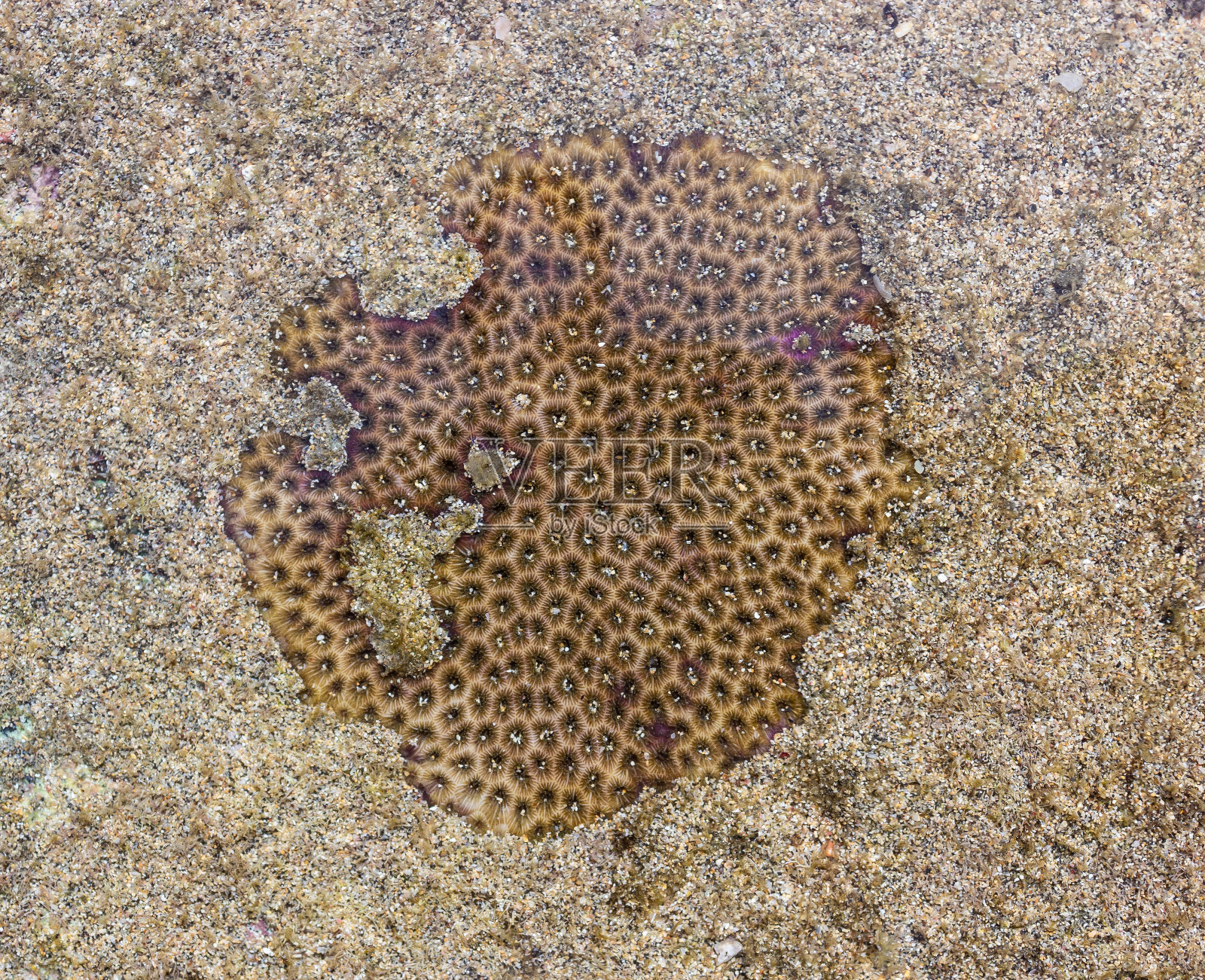 巴西费尔南多迪诺罗尼亚群岛沙滩上的珊瑚照片摄影图片