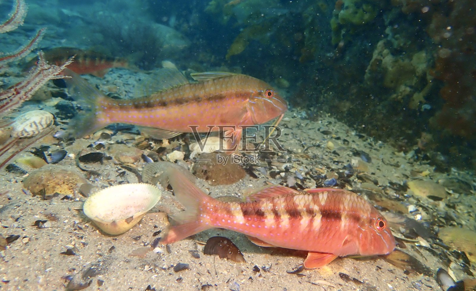 绯鲵鲣南部照片摄影图片