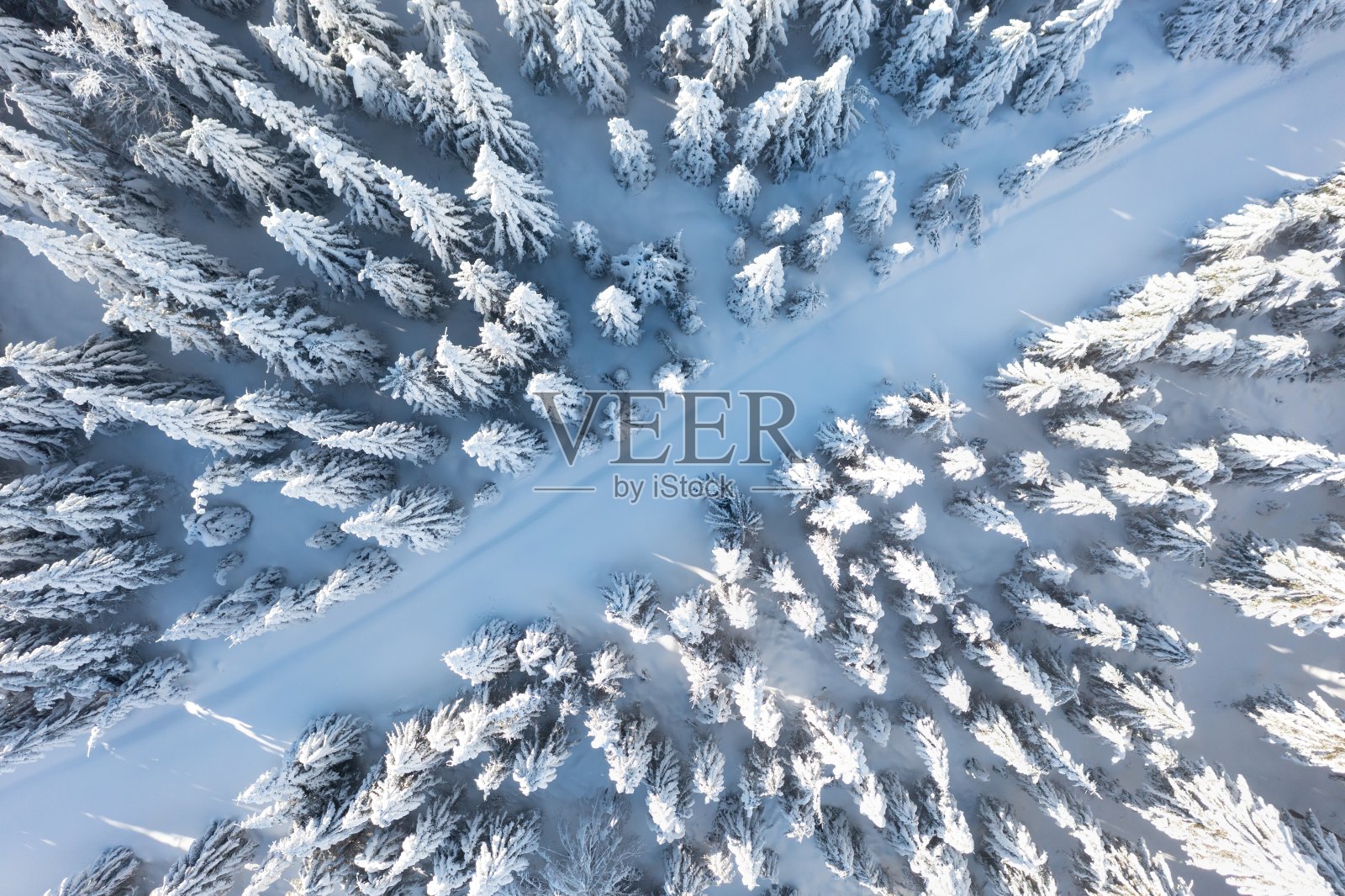 北方云杉林空中俯瞰，冬季圣诞景观照片摄影图片