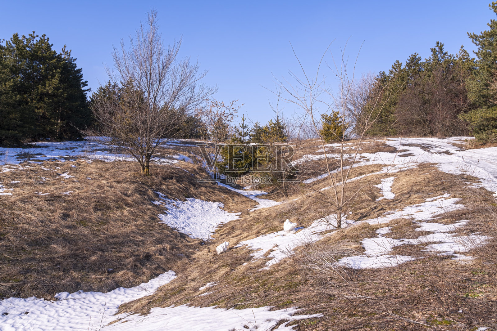 针叶林中雪的融化照片摄影图片