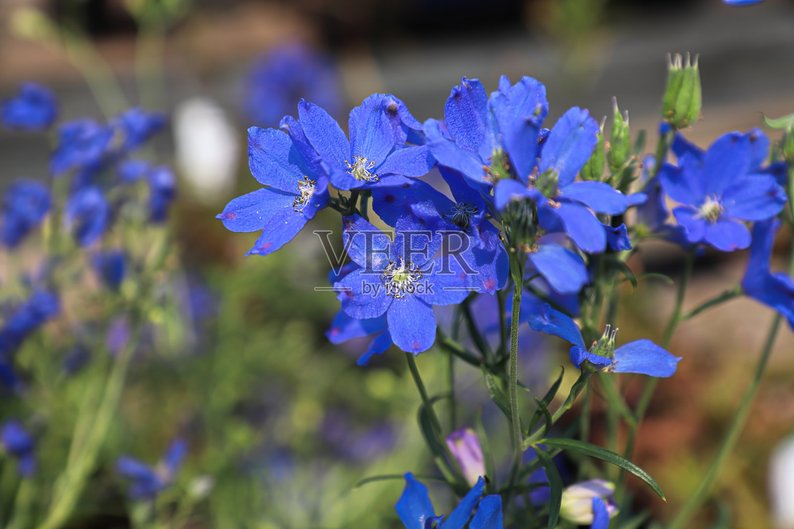 飞燕草上紫色花朵的特写照片摄影图片