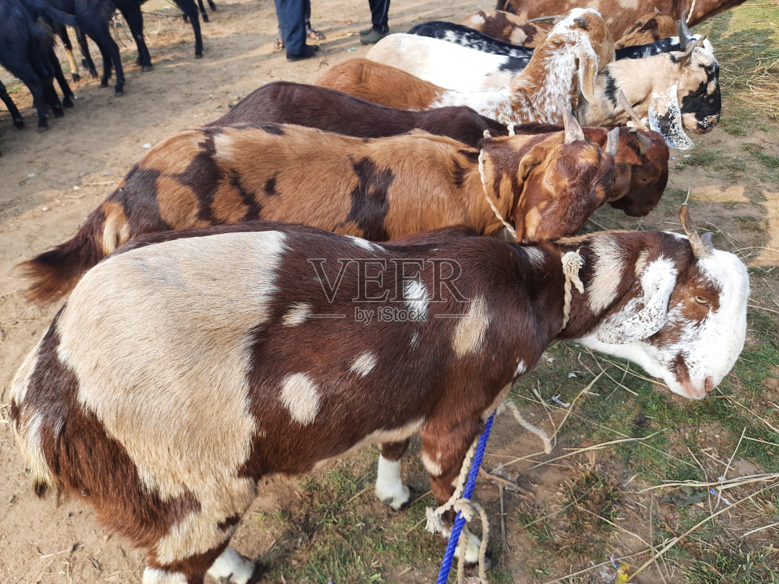 印度的山羊市场。照片摄影图片
