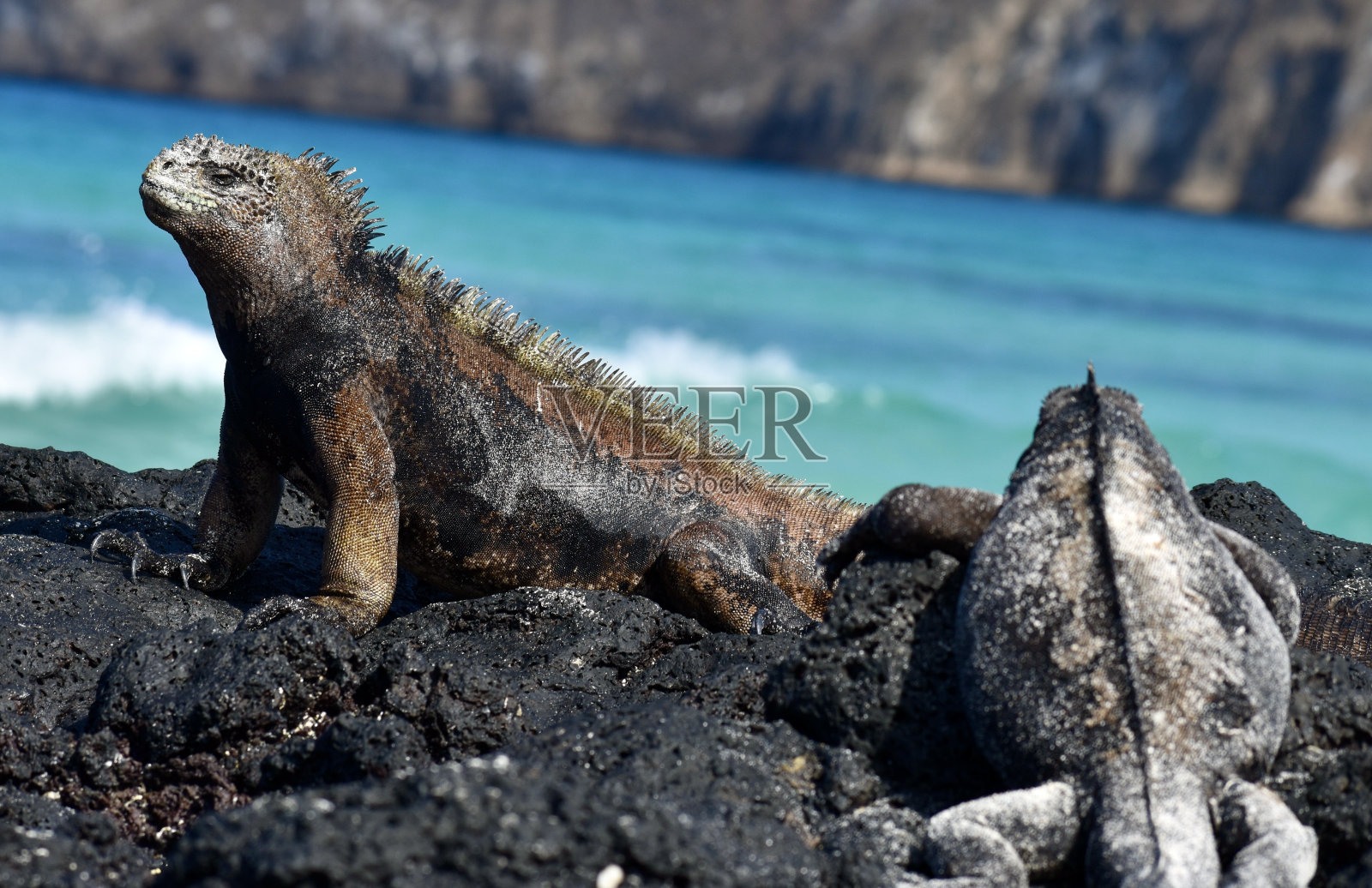 海鬣蜥显示照片摄影图片