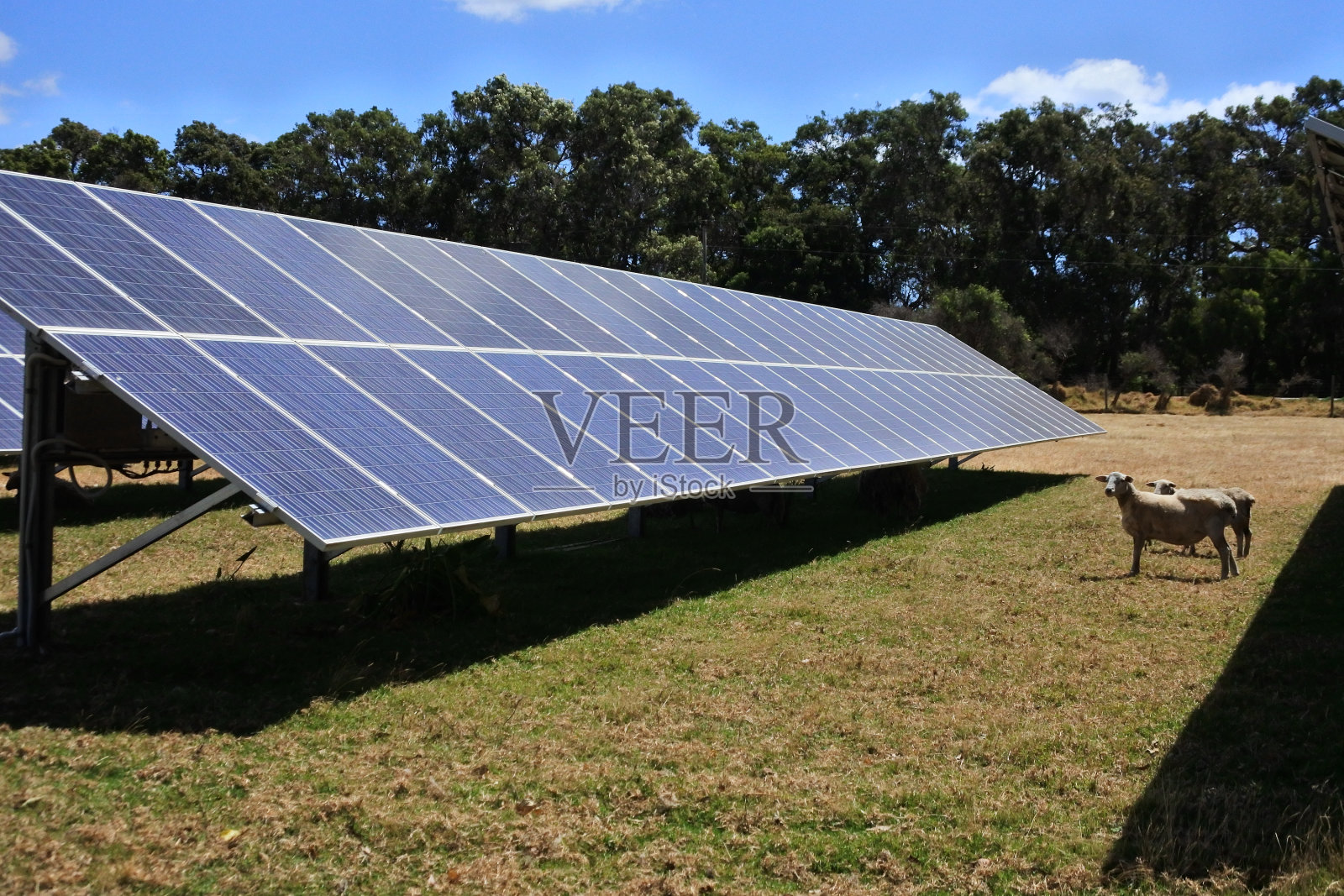 动物农场的太阳能电池板照片摄影图片