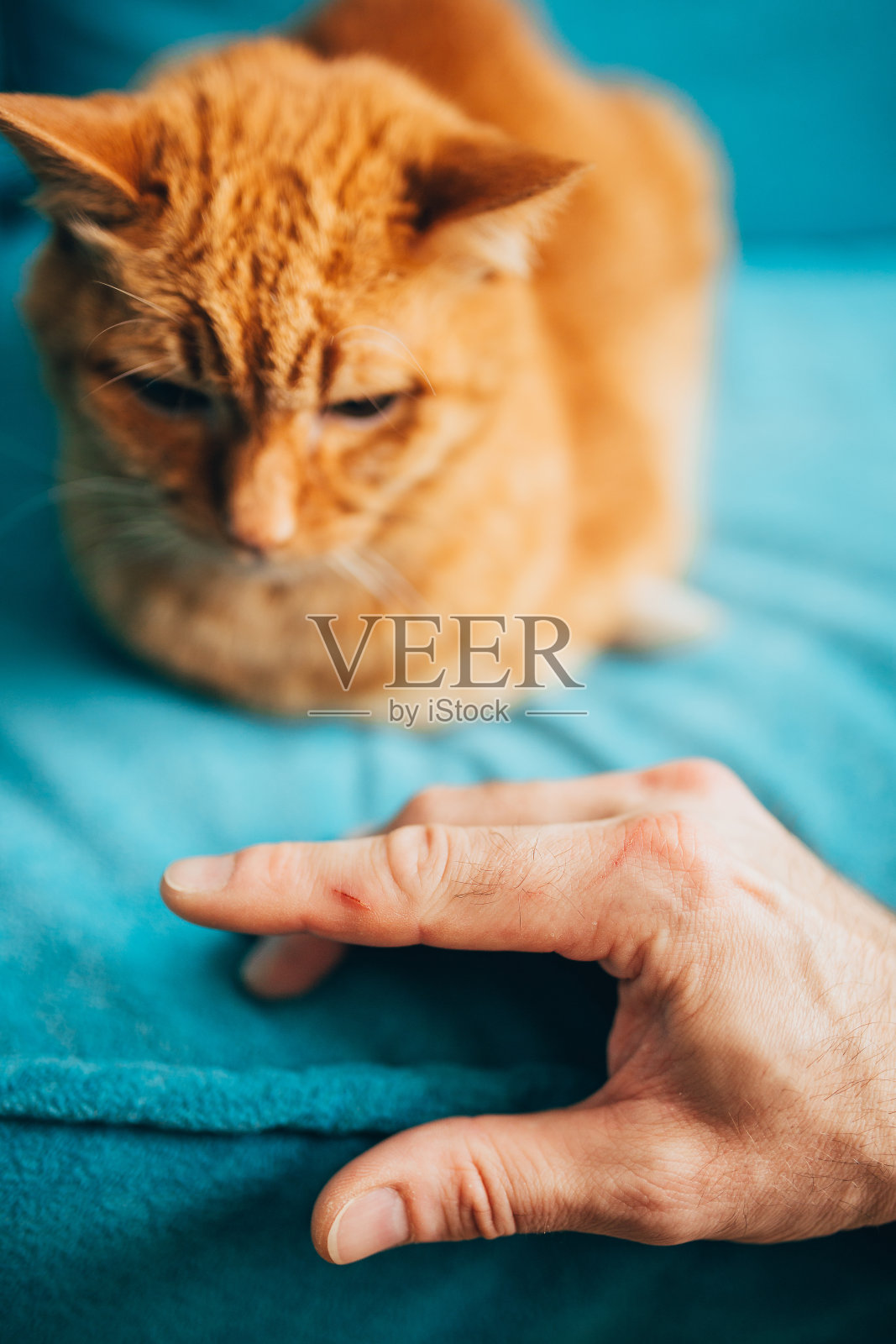 抓家猫的爪子照片摄影图片