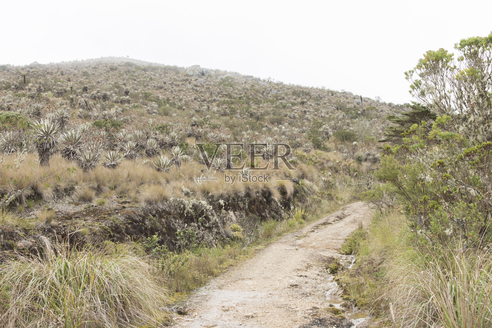 Chingaza、哥伦比亚。Paramo, footpath和frailejones, espeletia granflora照片摄影图片