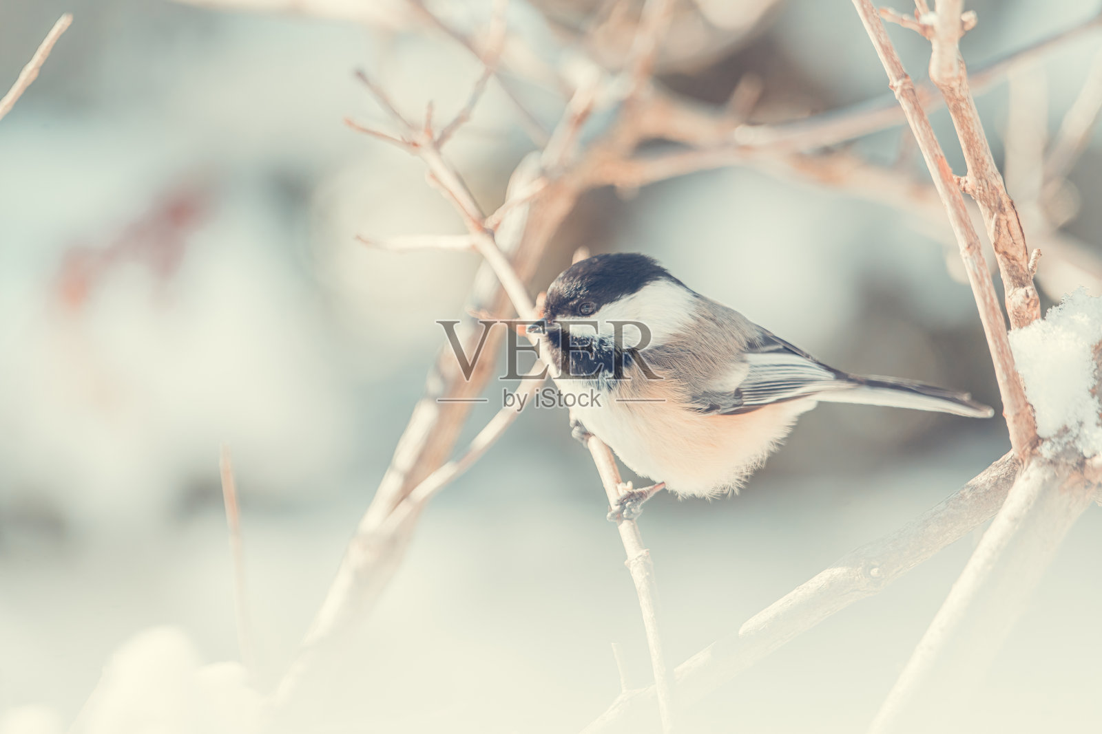 漂亮的冬天栖息着大蕉。照片摄影图片