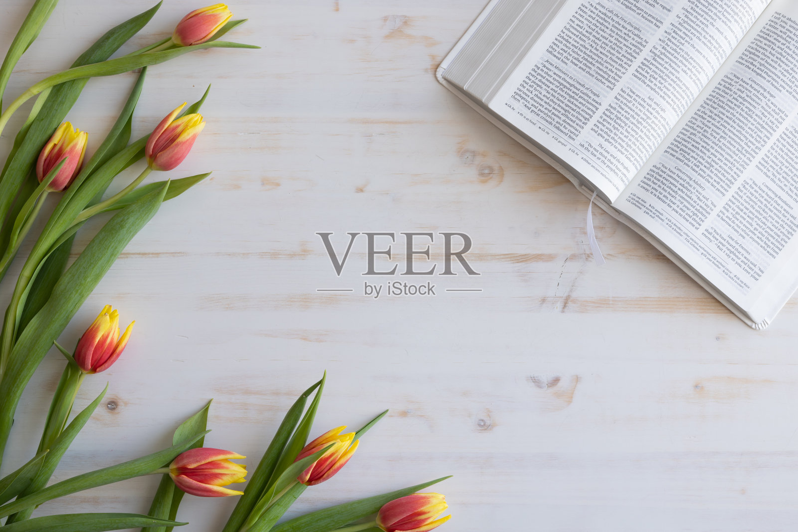 白色木框上的圣经和郁金香照片摄影图片