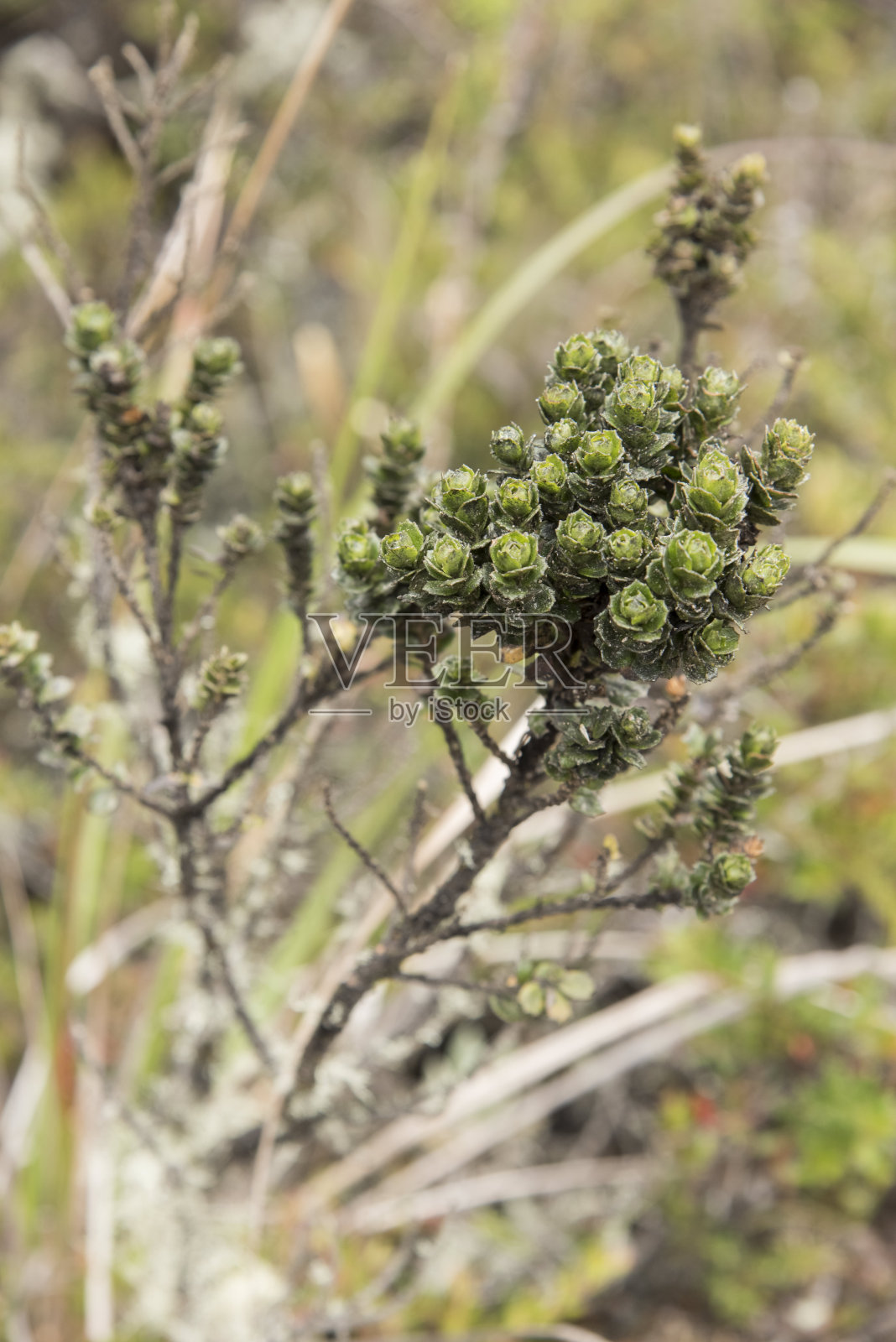 哥伦比亚钦加萨国家自然公园。沼泽植被照片摄影图片