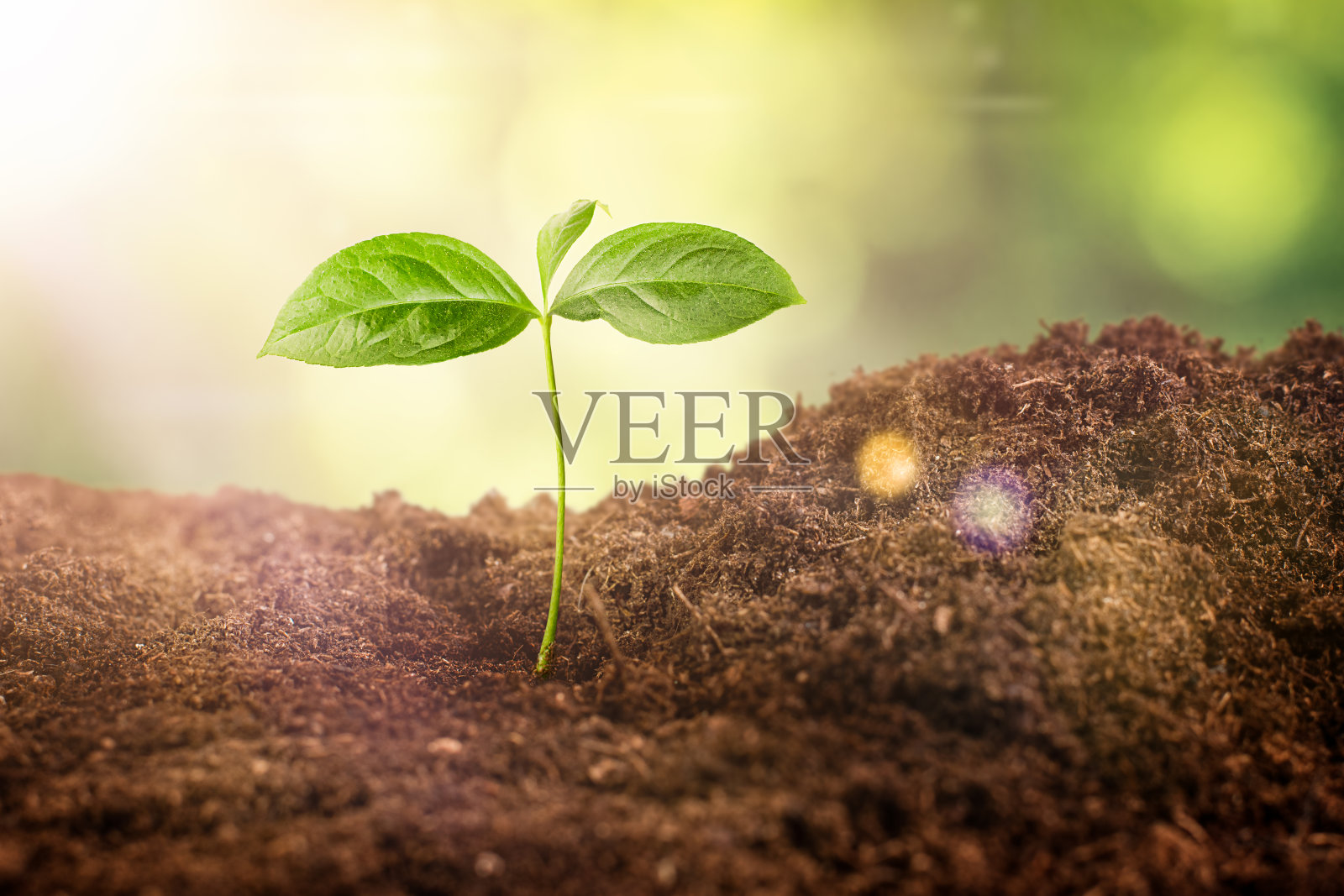 幼苗在土壤中发芽照片摄影图片