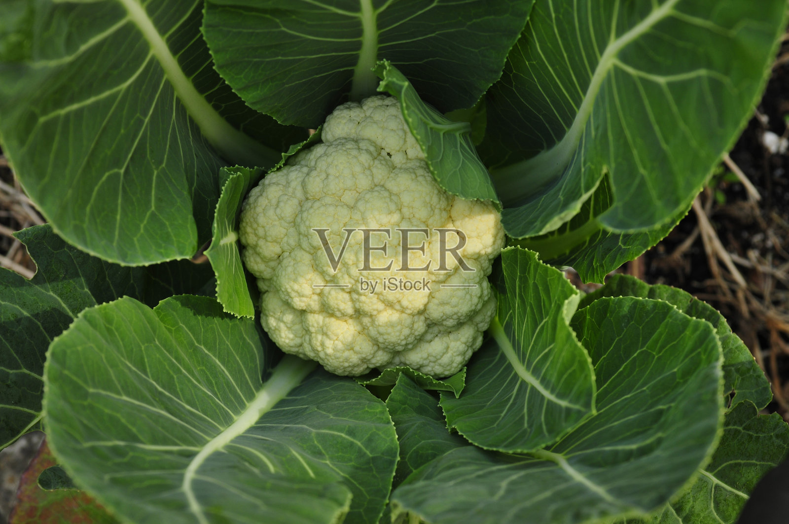 有机花椰菜照片摄影图片