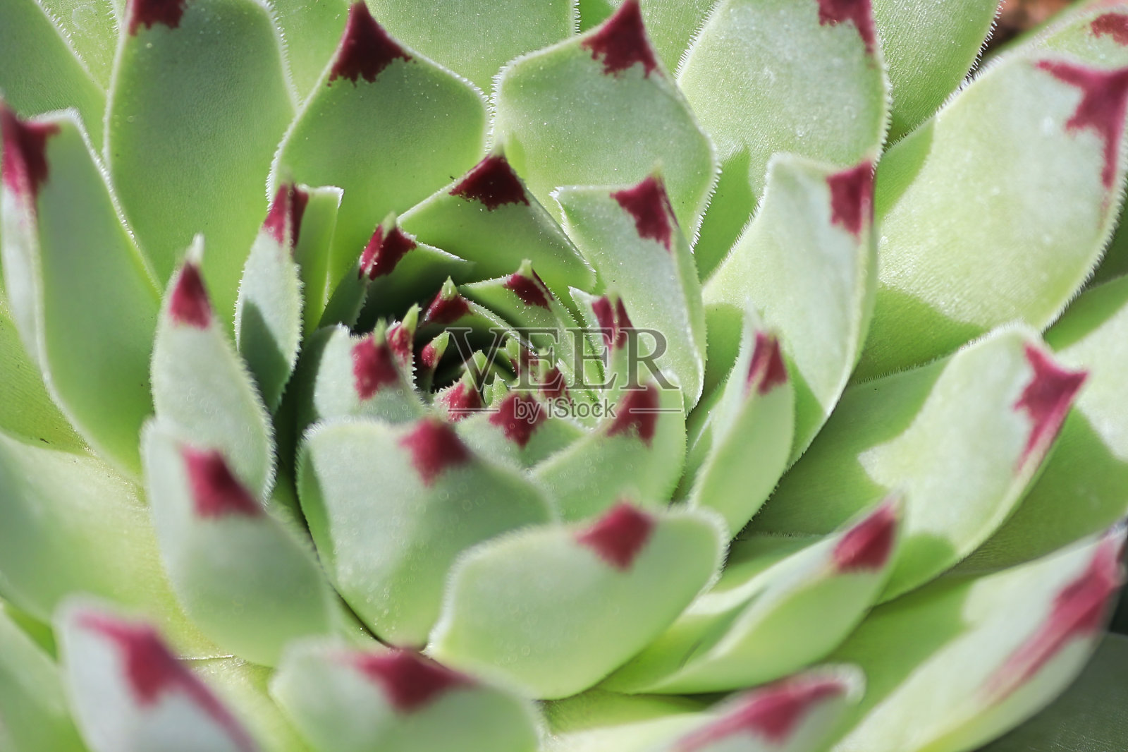 宏观观母鸡和小鸡多肉植物照片摄影图片