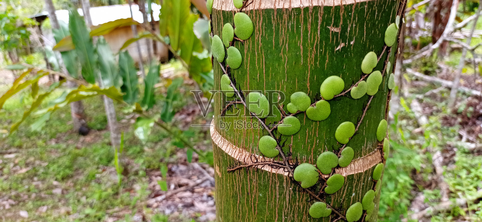 幼小的槟榔树被pyrosia piloselloides (pyrosia piloselloides)覆盖，当地人称之为“pokok duit-duit”。照片摄影图片