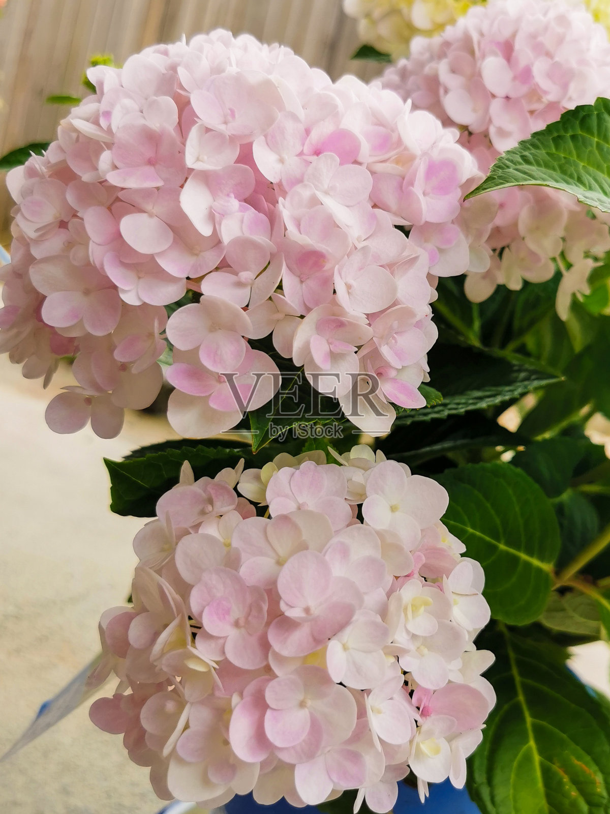 美丽的粉红色绣球花-无尽的夏天娇羞的新娘照片摄影图片