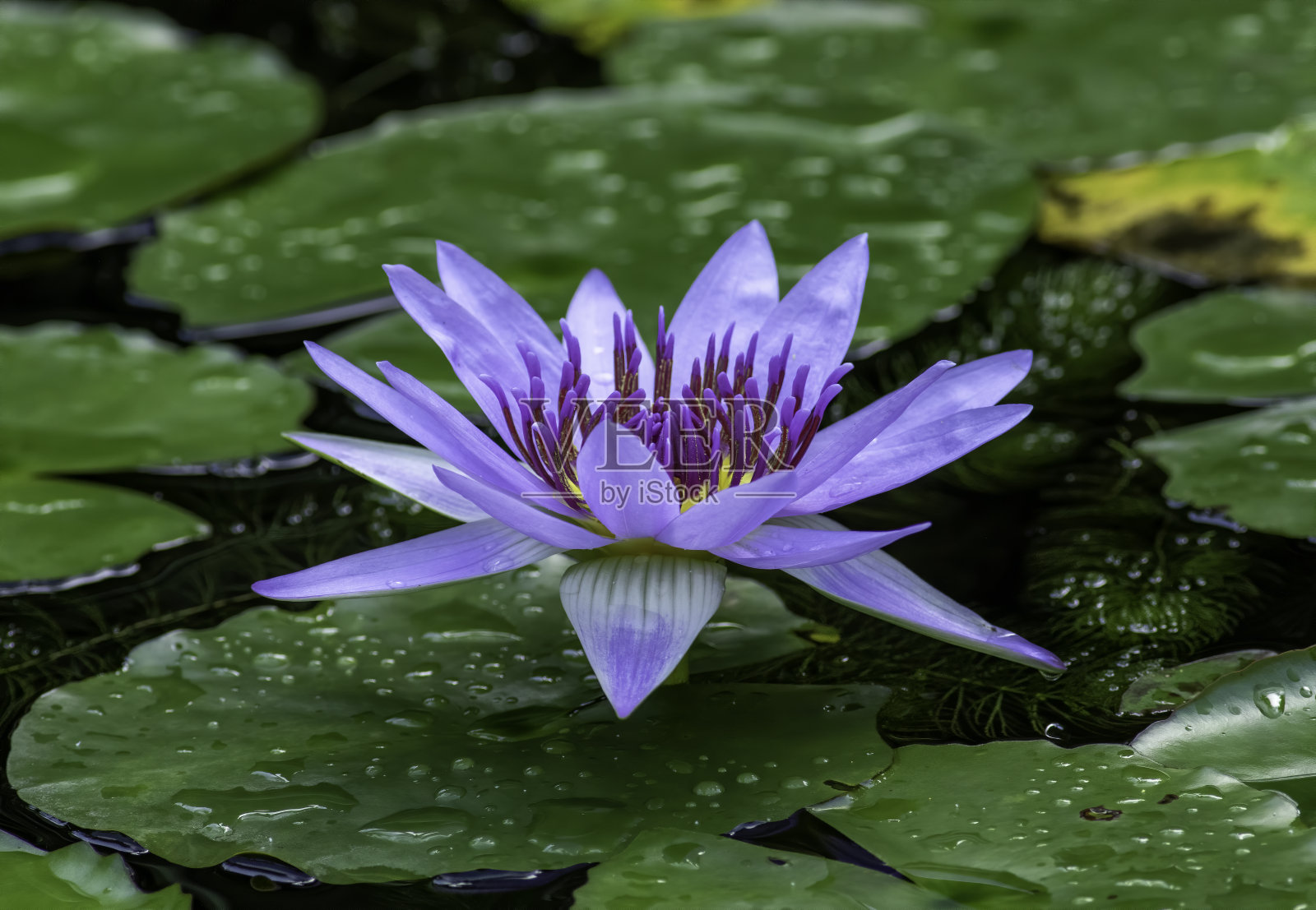 莲花和莉莉照片摄影图片