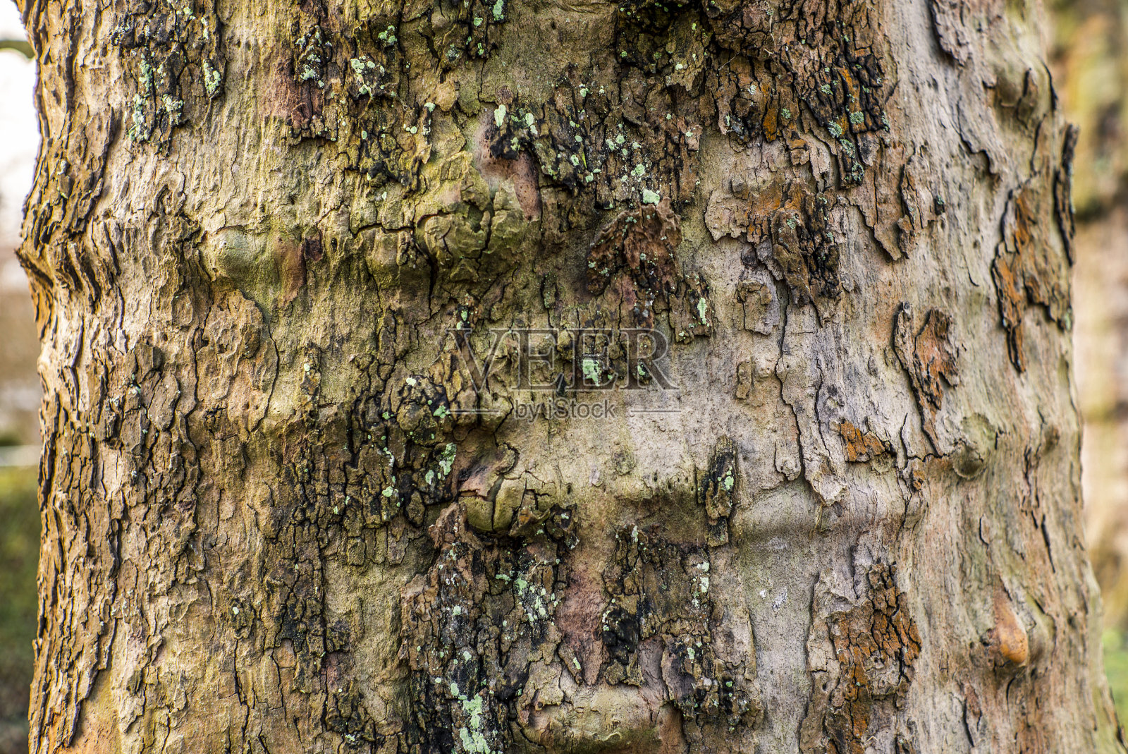 梧桐树树皮的细节照片摄影图片