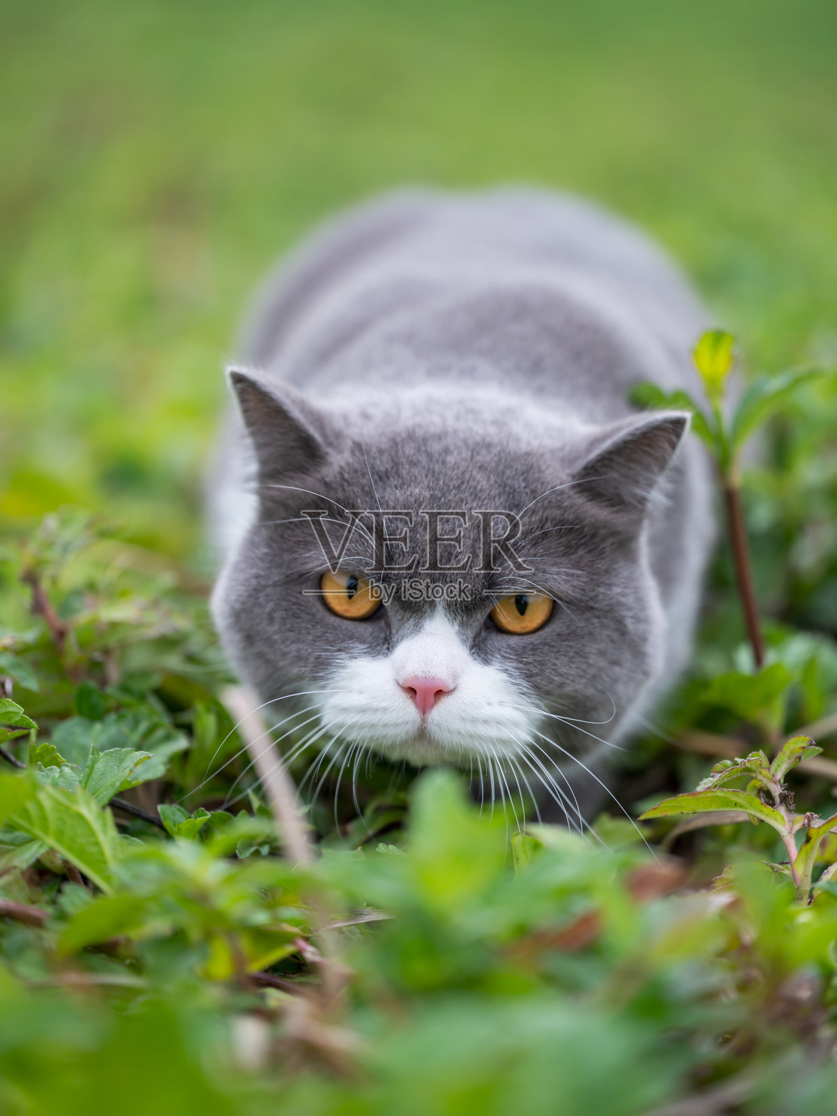 英国短毛猫躺在草地上照片摄影图片