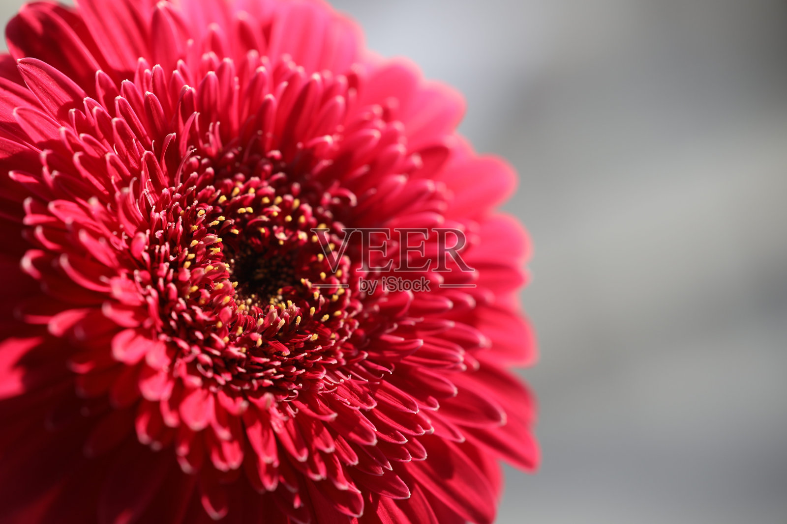 红非洲菊宏观特写照片摄影图片