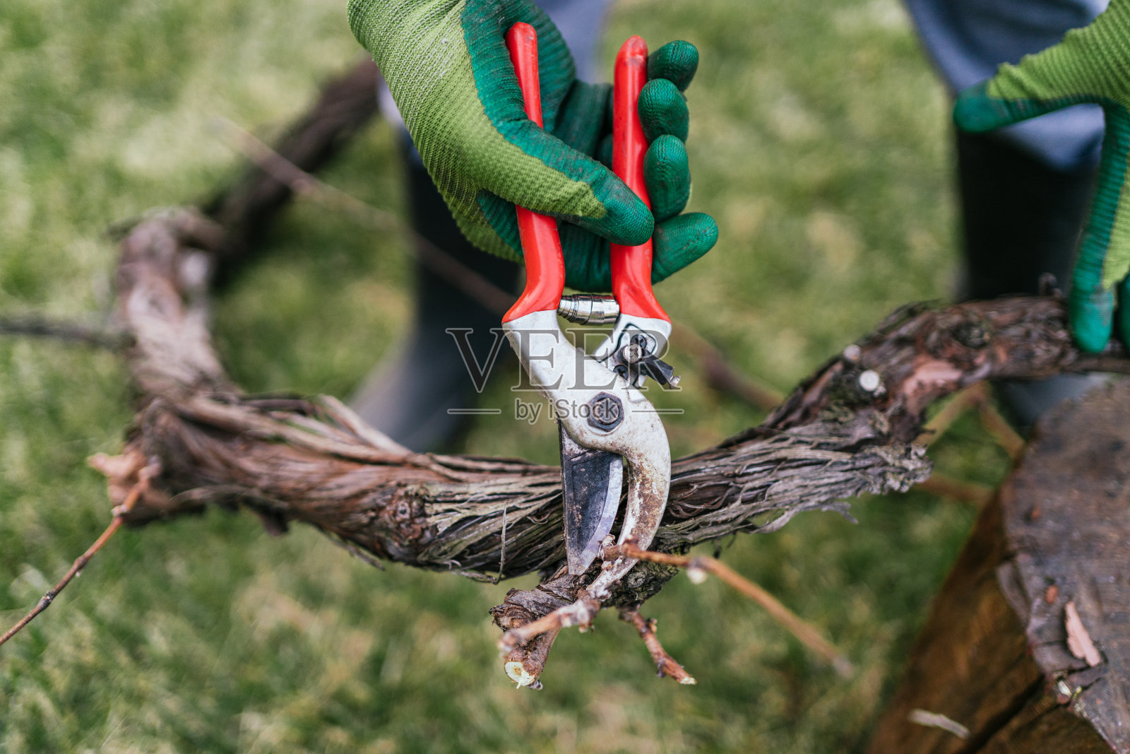 特写镜头:手拿剪子在自家花园里修剪一棵长满绿草的树枝照片摄影图片