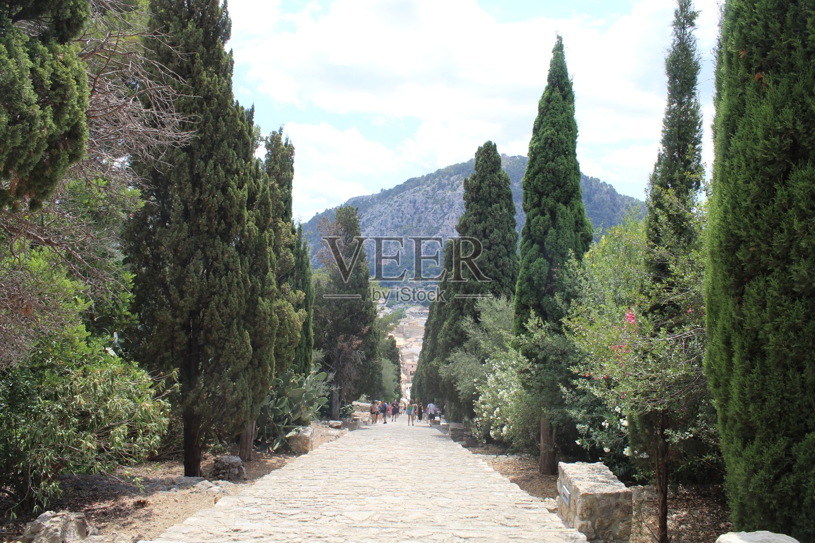 天空衬托下的树木全景照片摄影图片