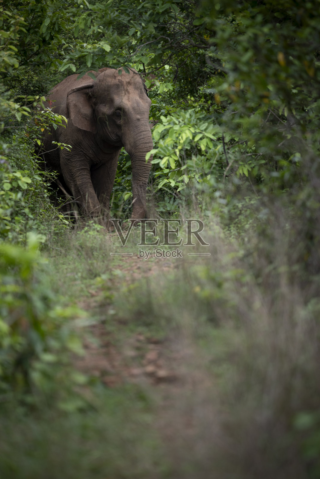 农村野生大象照片摄影图片