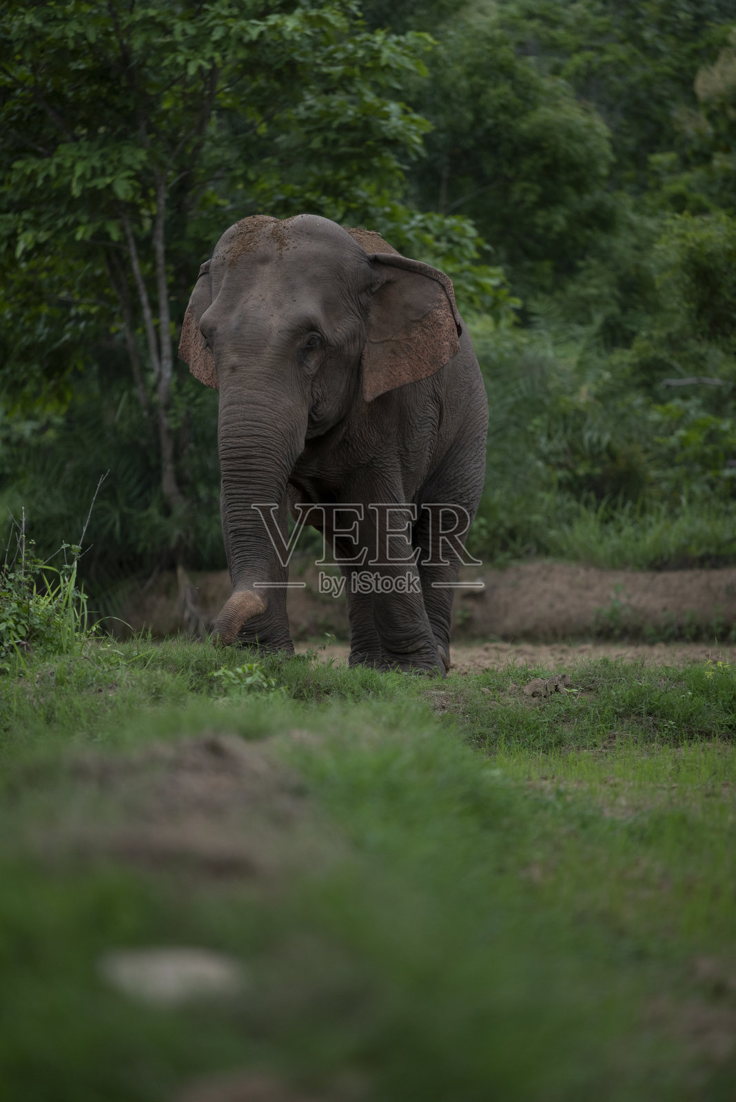 野生大象——印度乡村照片摄影图片