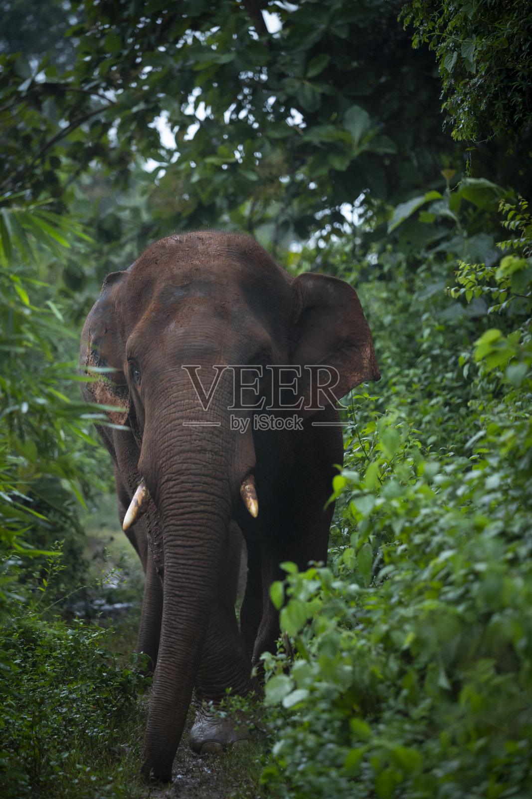 野生大象——印度乡村照片摄影图片