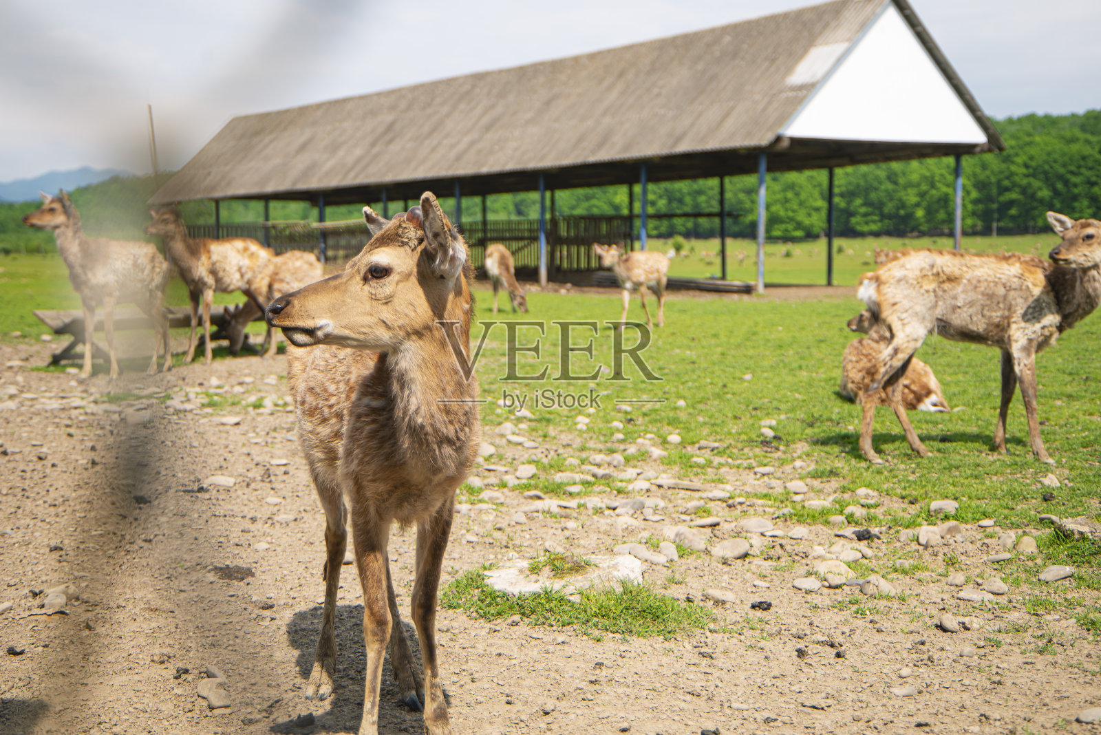 自然保护区里正在换毛的幼鹿，换毛的鹿，自然公园里的野生动物。照片摄影图片