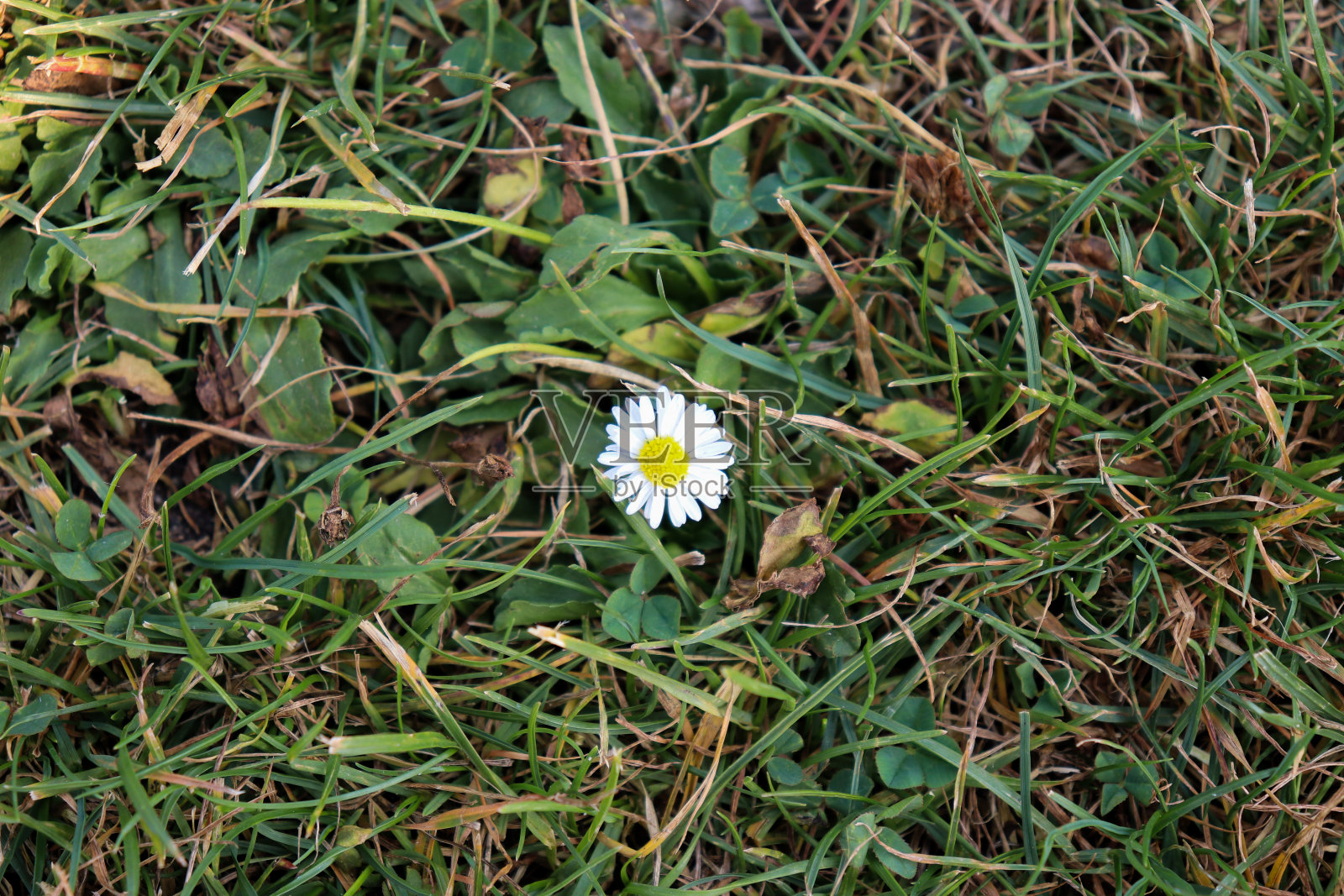 花/植物照片摄影图片