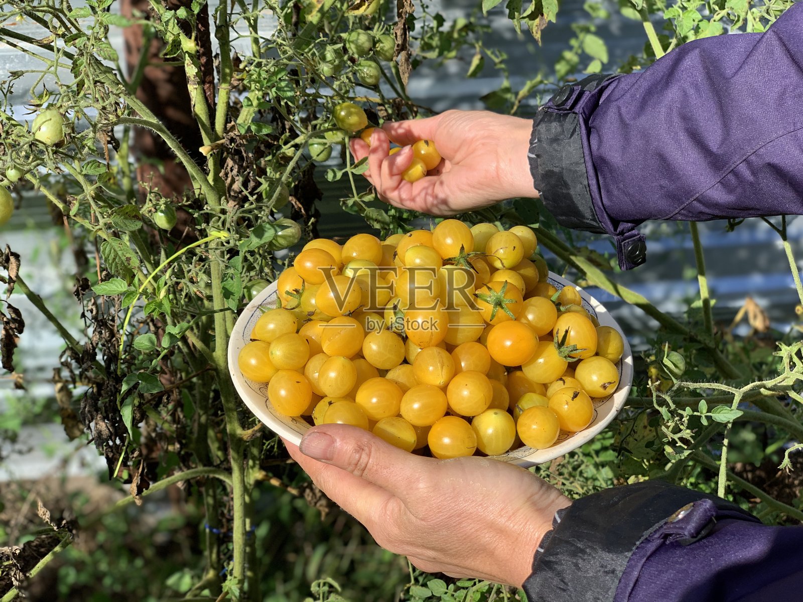 这个农民收获黄色的小西红柿。照片摄影图片