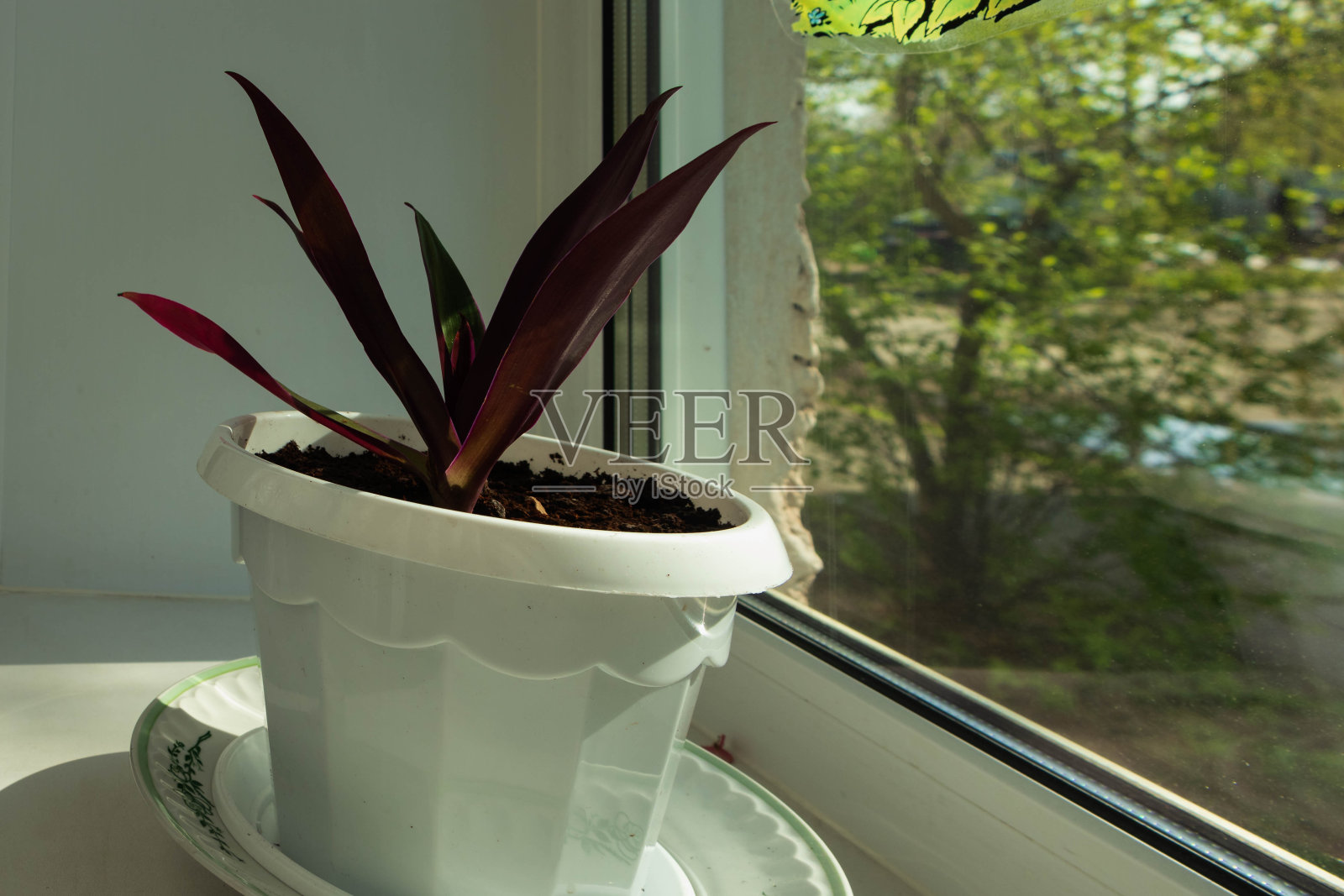 盆栽植物生长在窗台上的花盆里。照片摄影图片