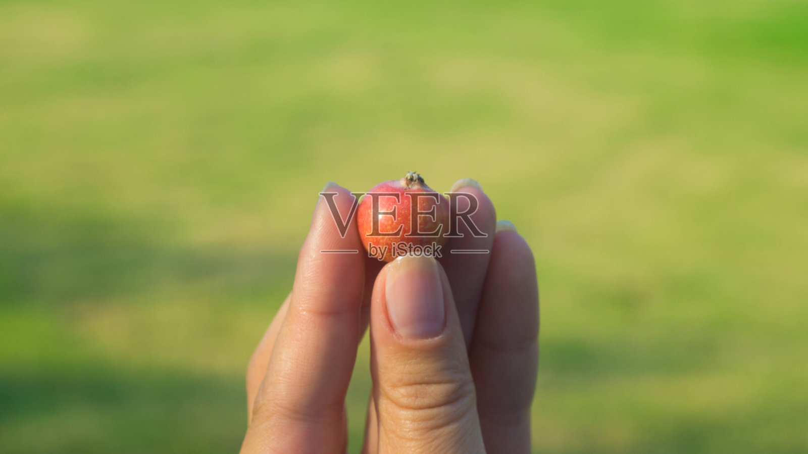 特写镜头，一个男人的手用他的手指拿着一个红色的小苹果。模糊照片摄影图片
