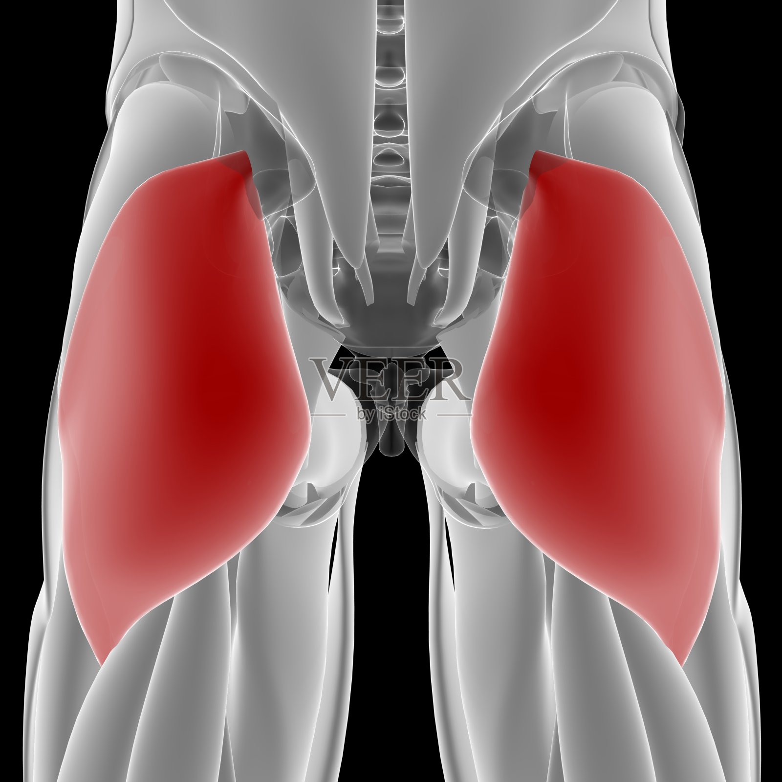 人体肌肉系统腿部肌肉臀大肌解剖照片摄影图片