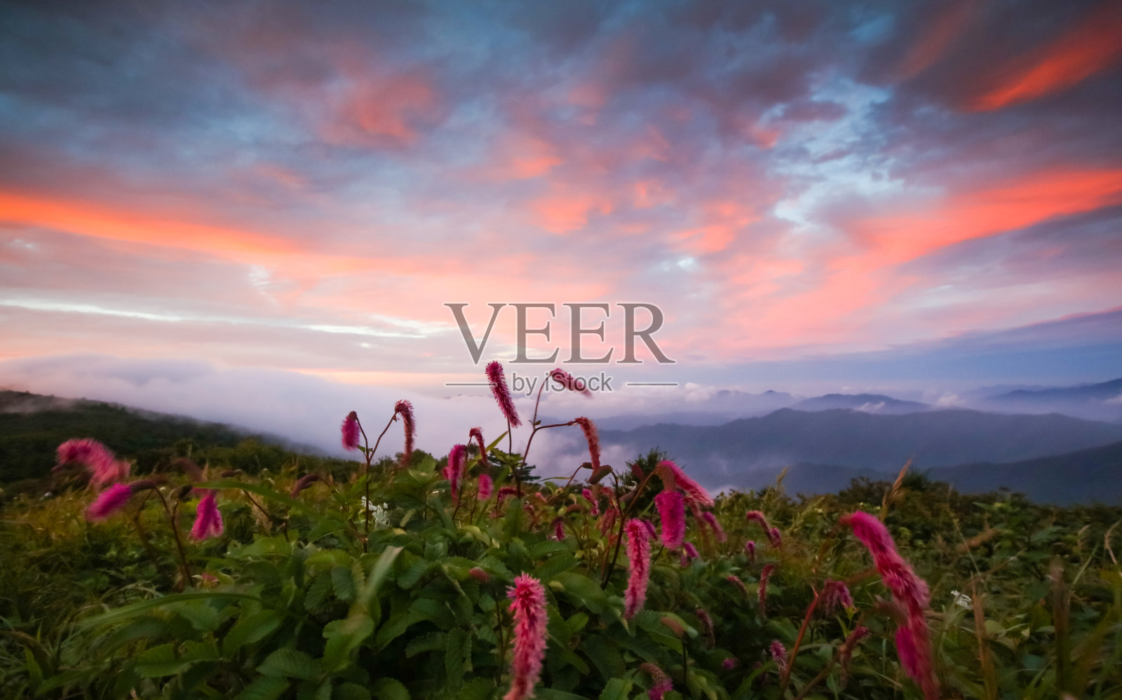 庆南韩雾山山顶的红黄瓜花和日出照片摄影图片