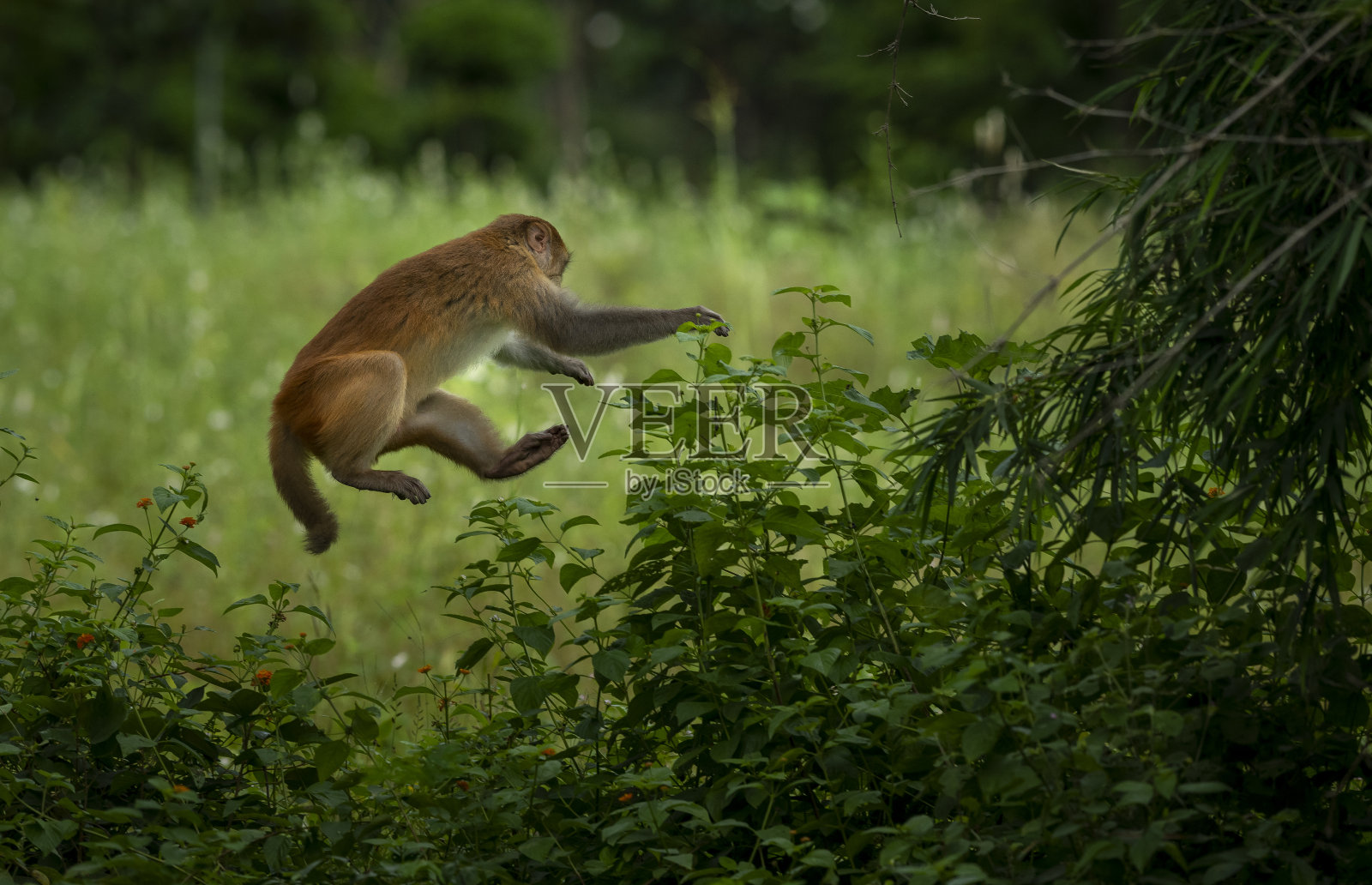 恒河猕猴照片摄影图片