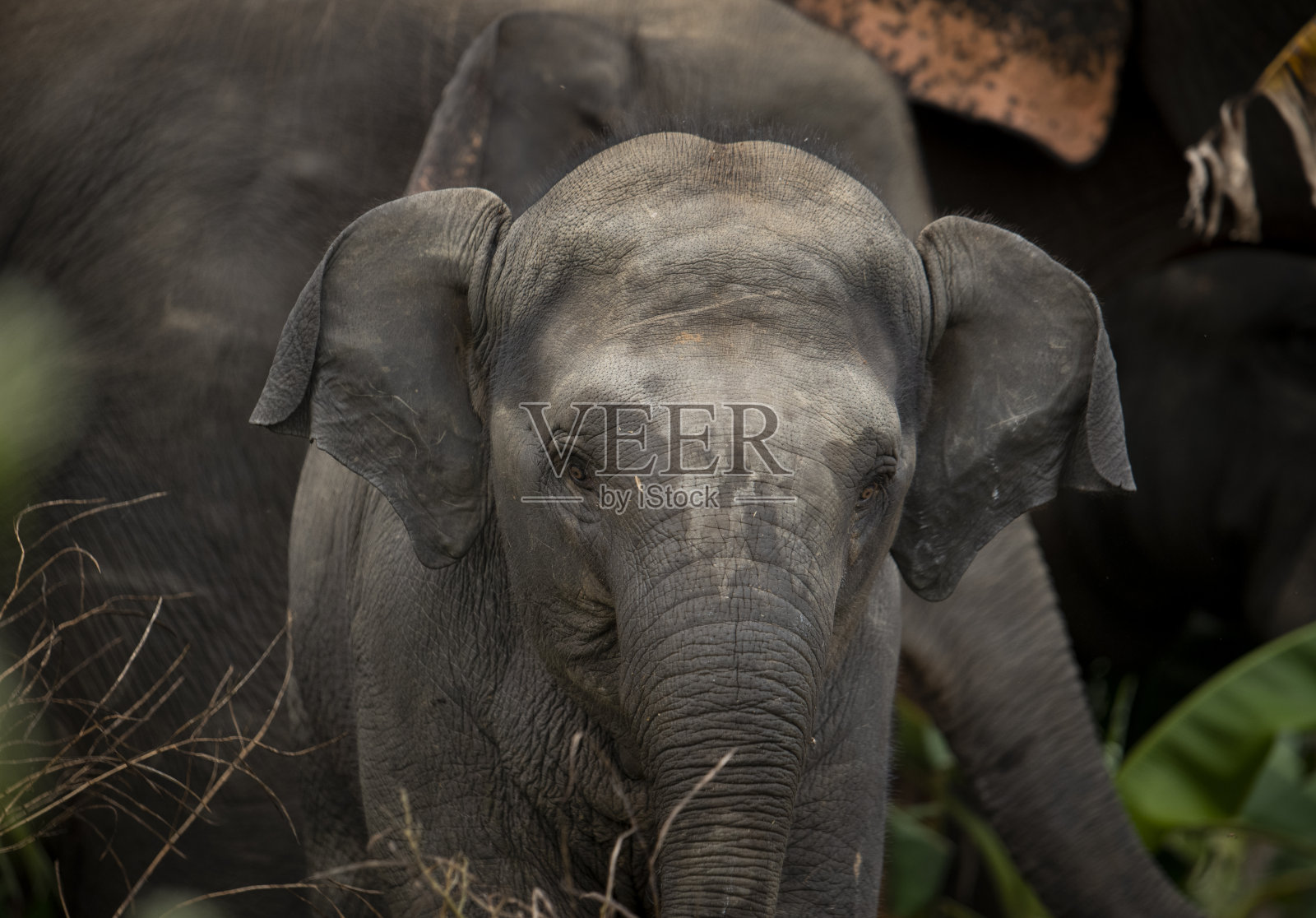 野生大象有长牙的动物照片摄影图片